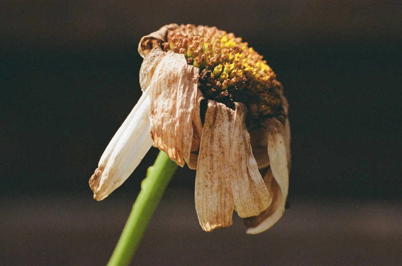 tjsfoto