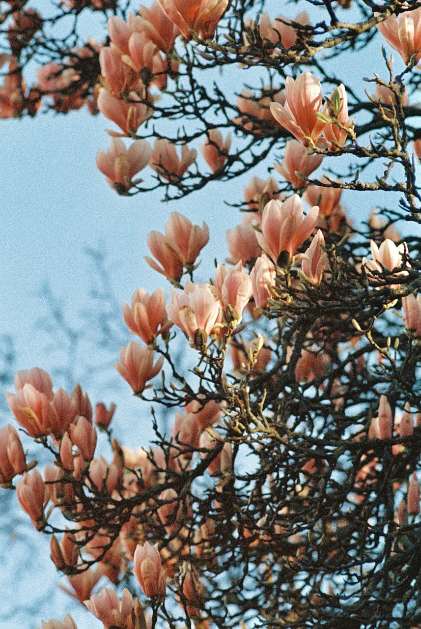 Ivo_400