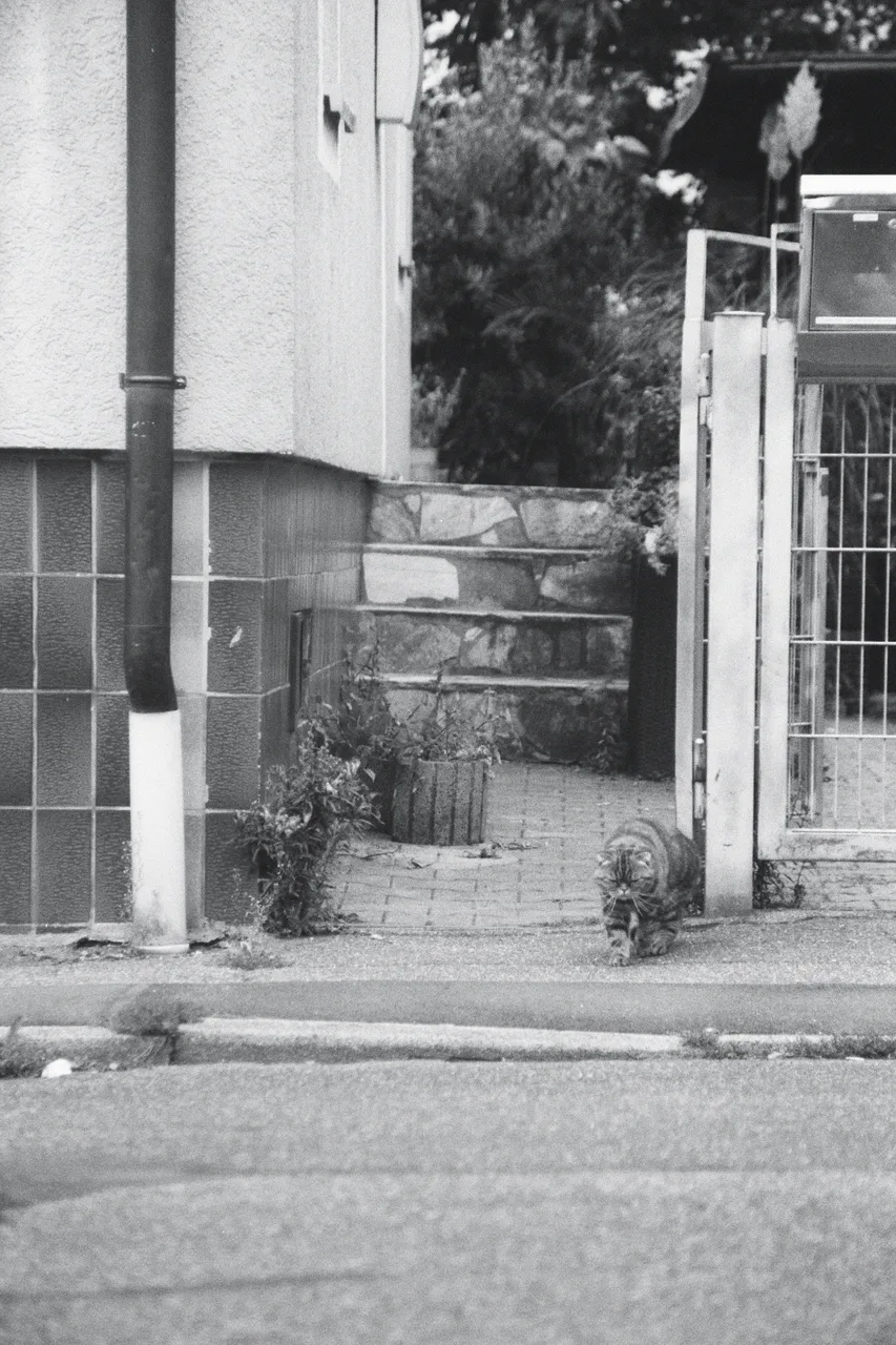 Raw___Shot