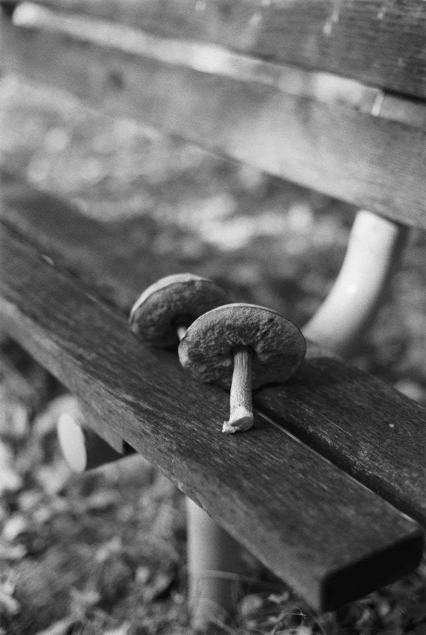 Ivo_400
