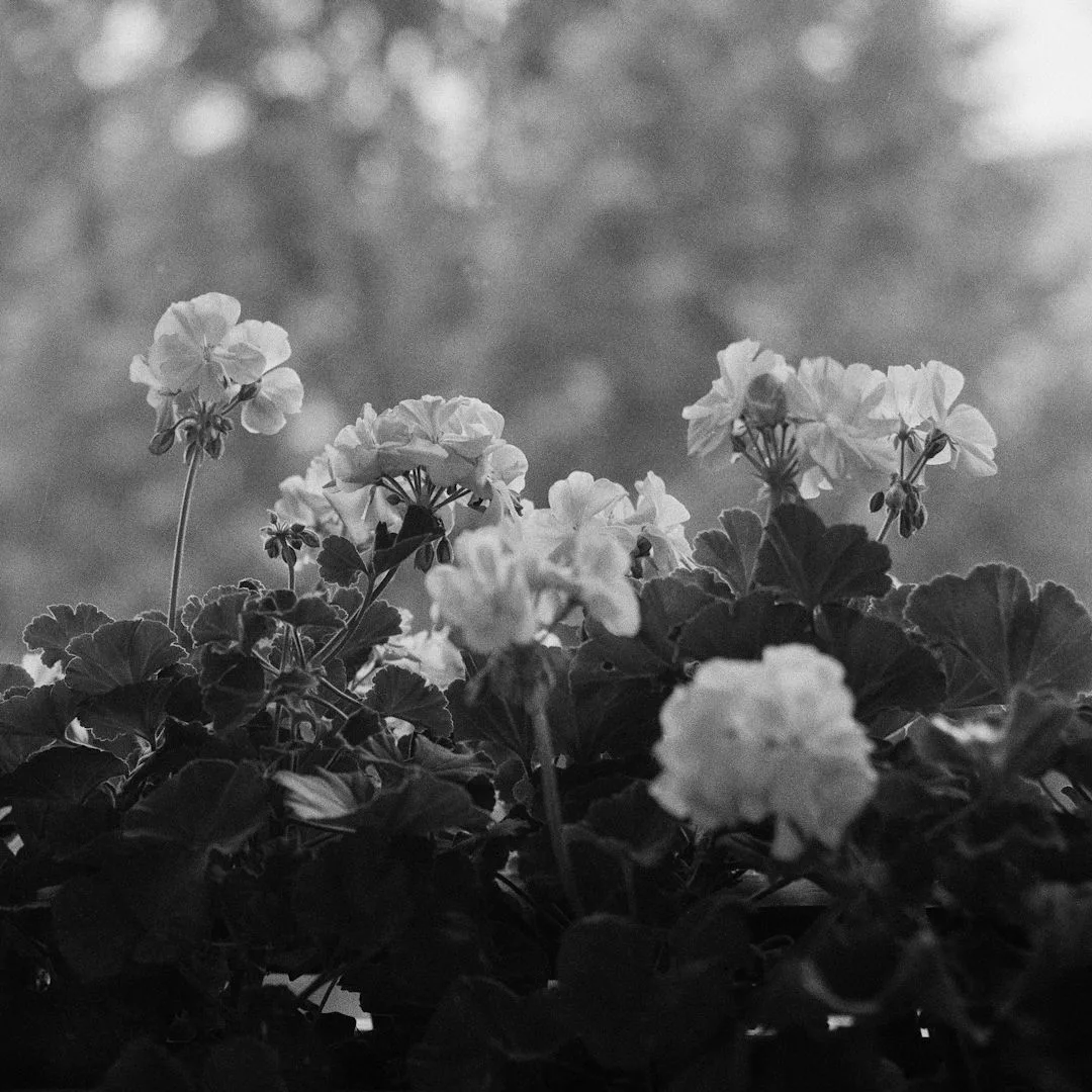 tjsfoto