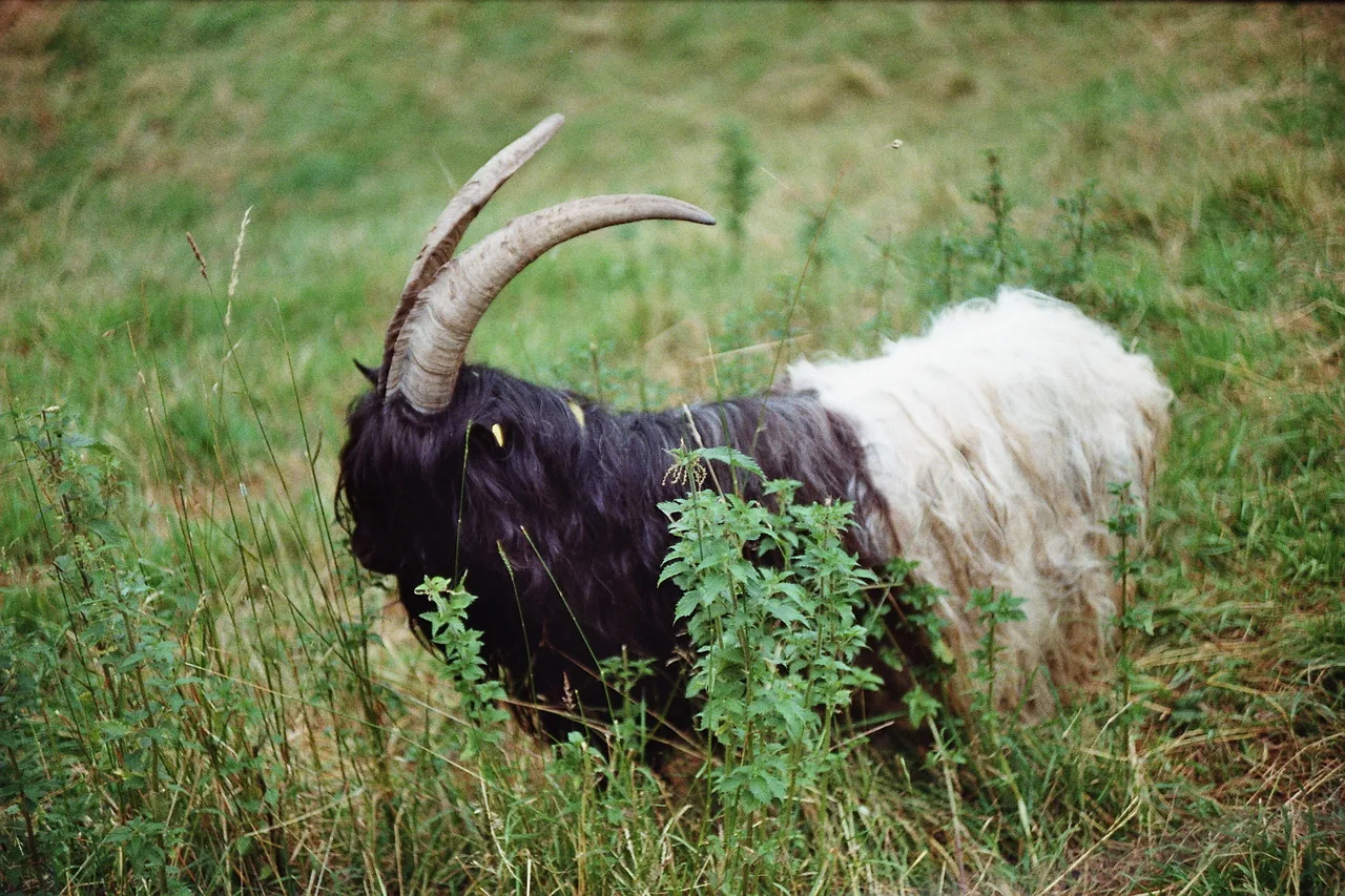 Leica M6 classic · Kodak Gold 200
