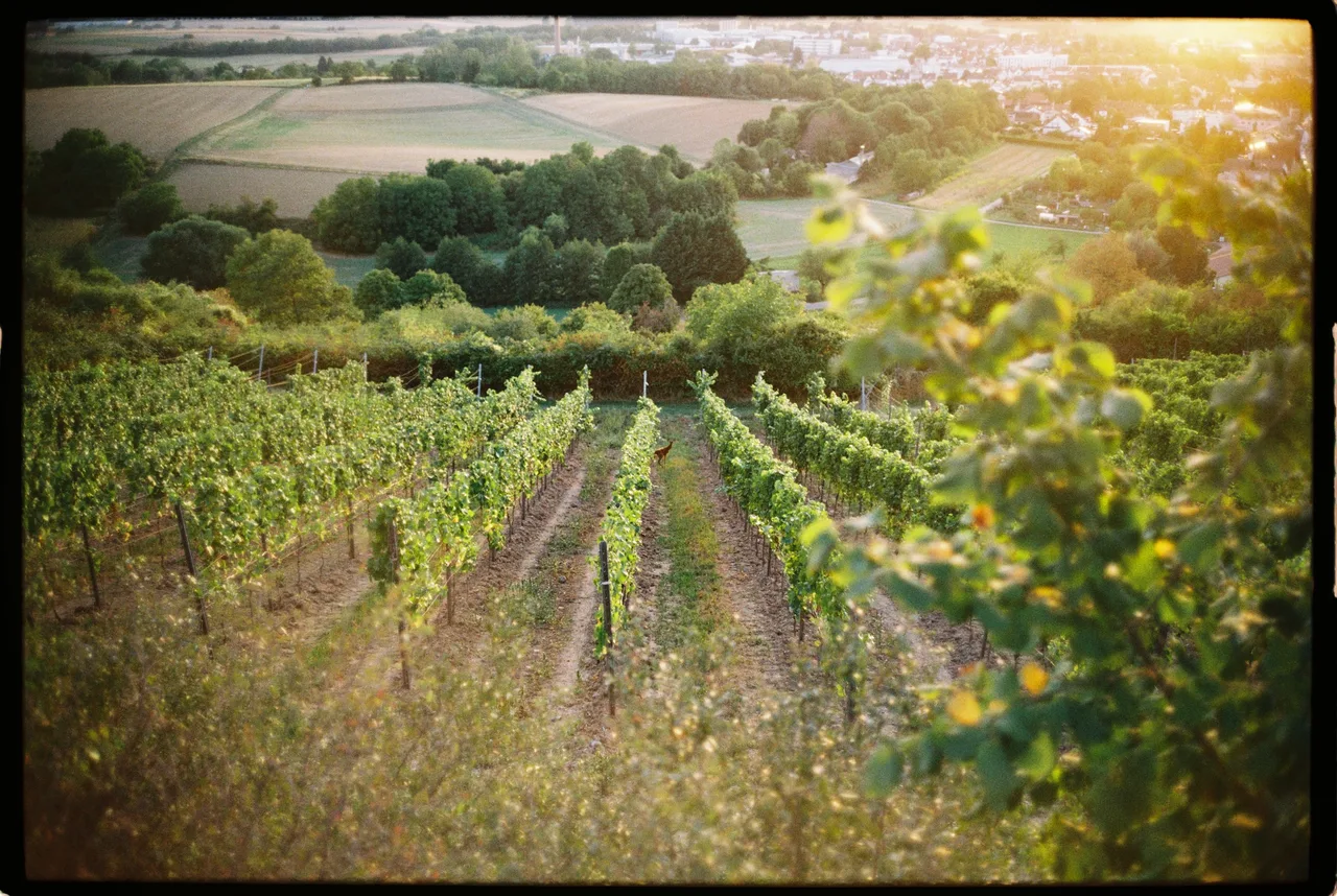 Leica M6 classic · Kodak Gold 200