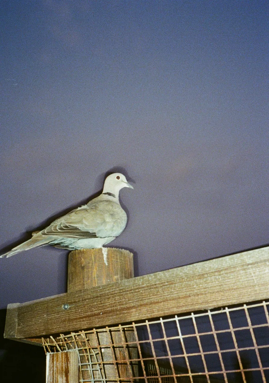 dorf_disco_eders