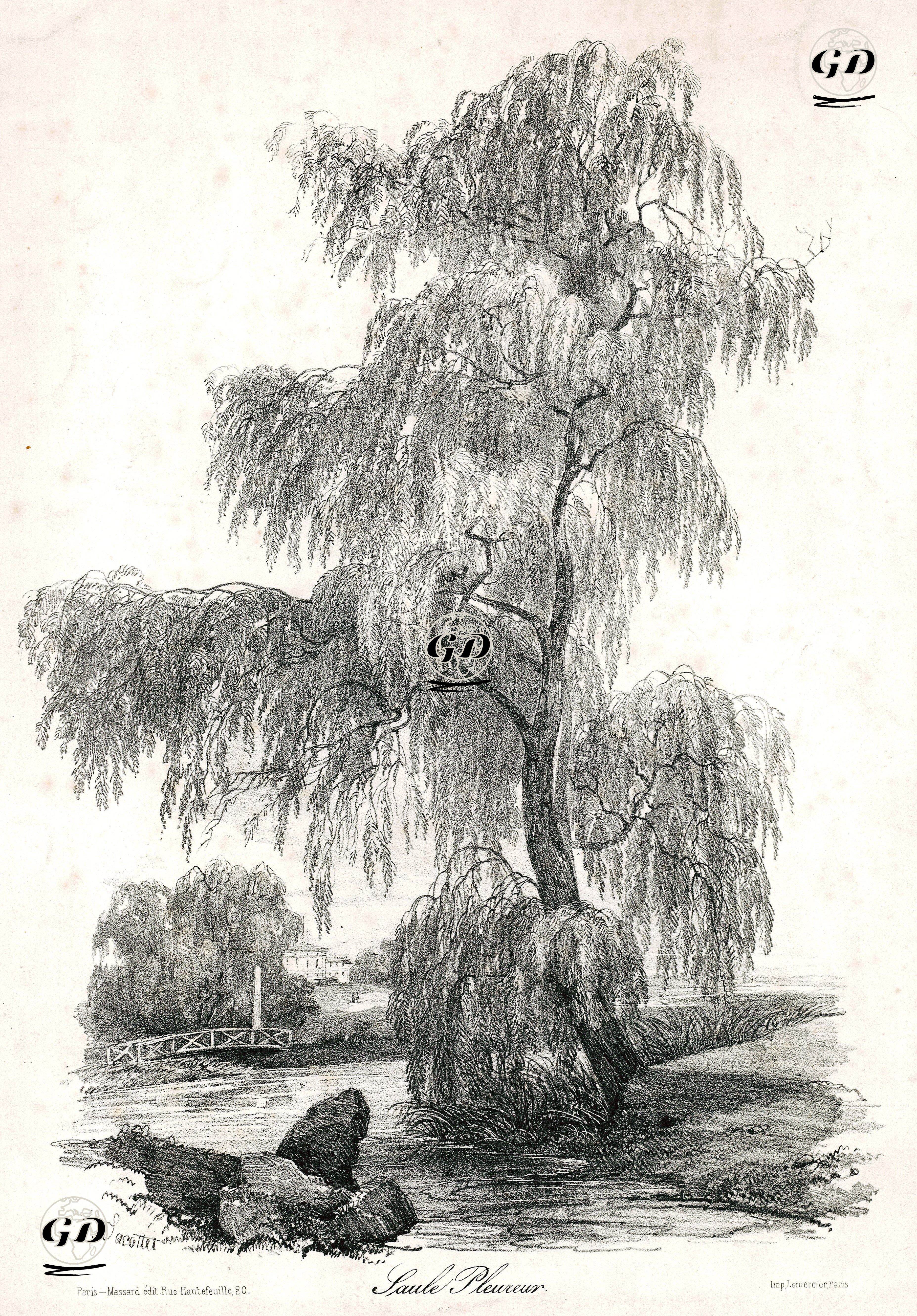 Saule Pleuzeur - Sacottel - 1870's-1880's