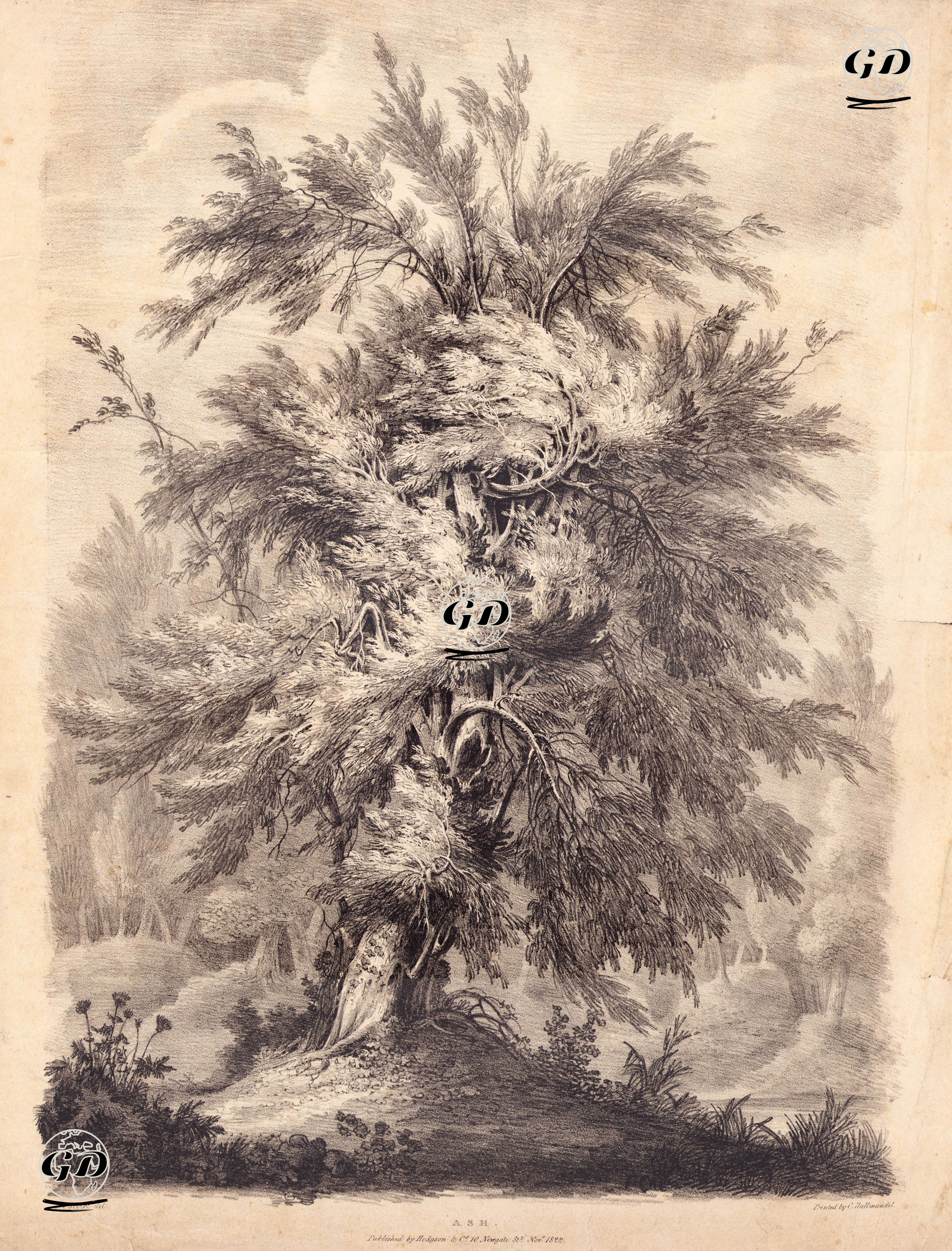 Dişbudak Ağacı  - Edward Calvert (1799-1883) - 1822