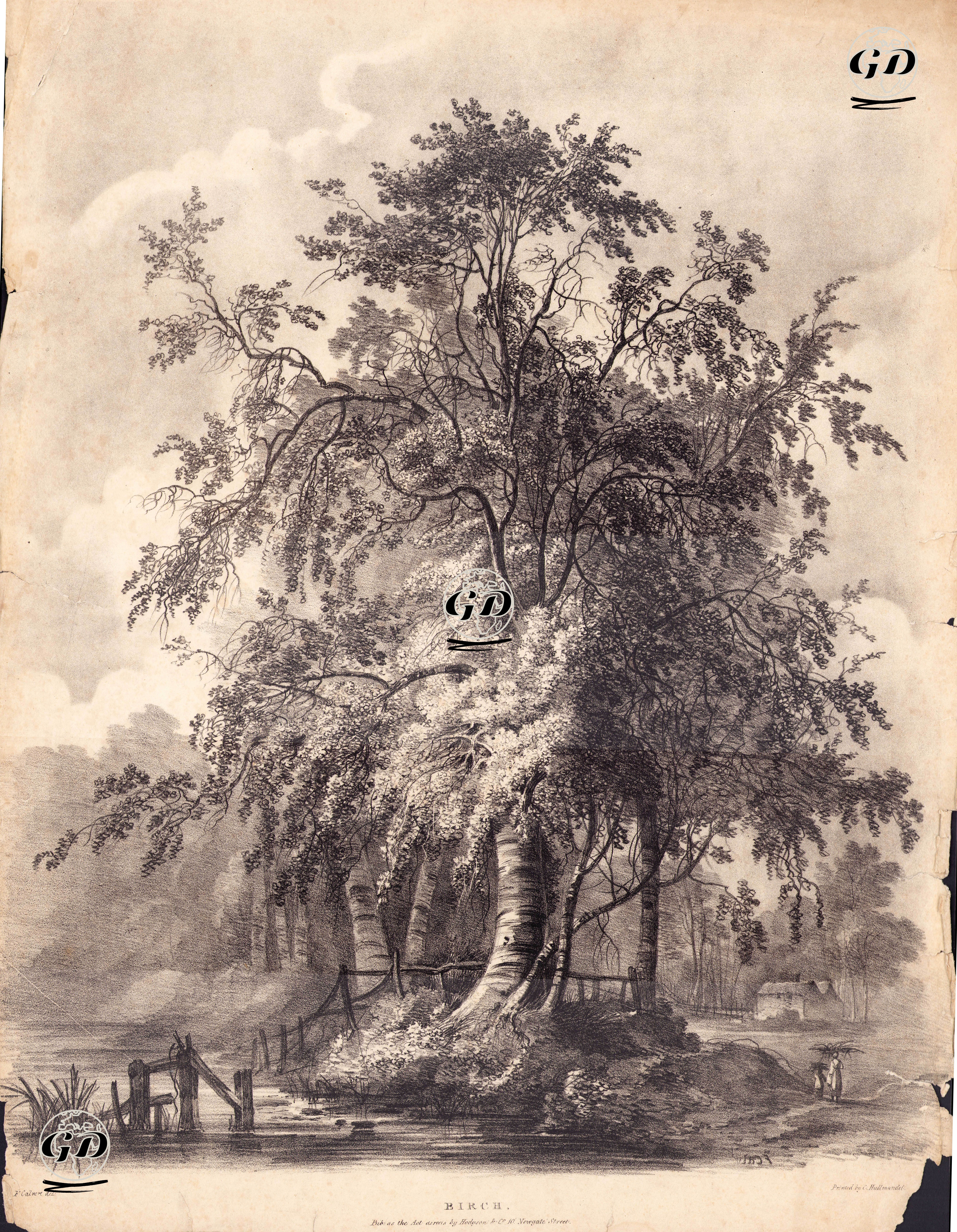 Huş Ağacı - Edward Calvert (1799-1883) - 1820's