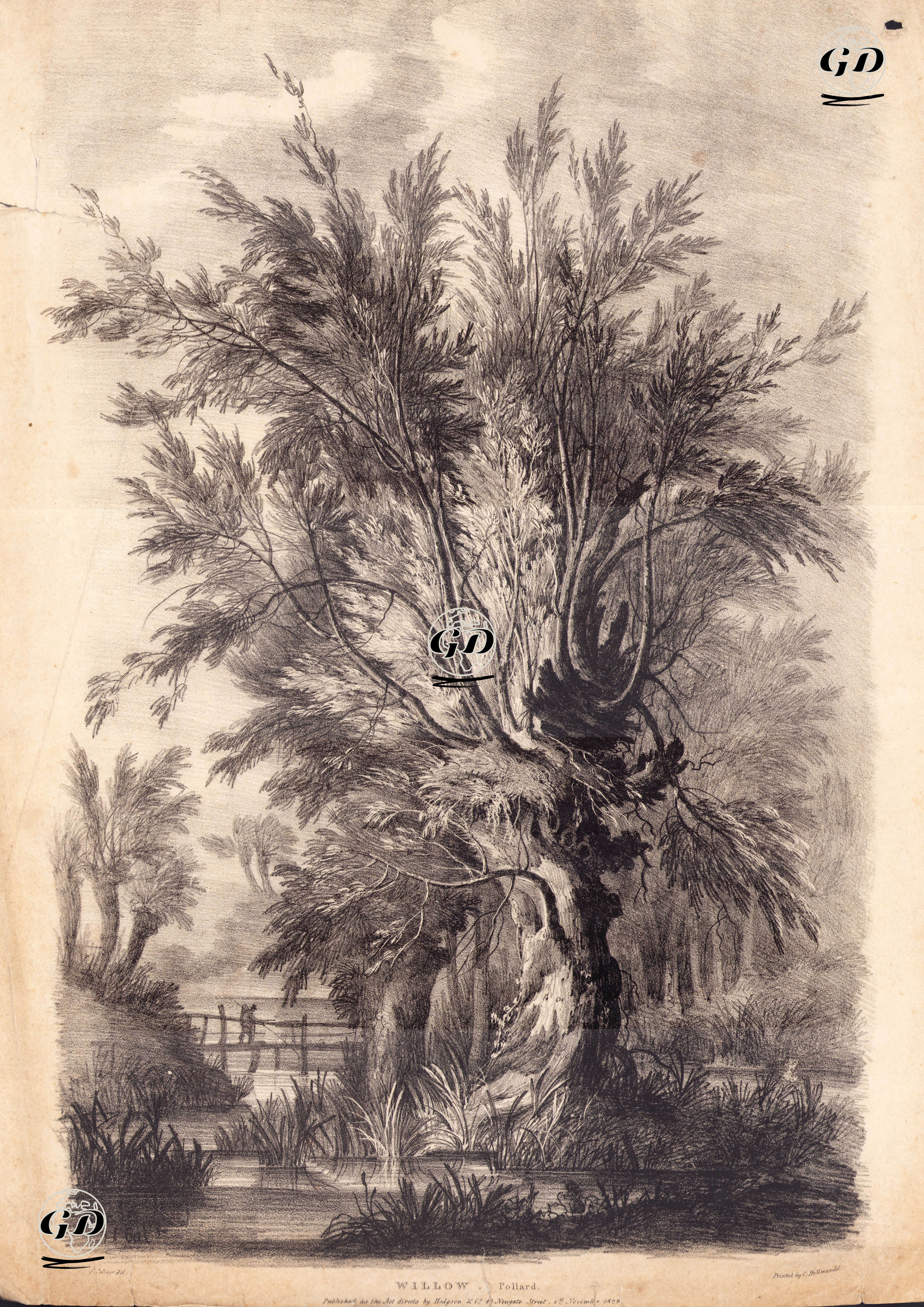 Budanmış Söğüt Ağacı - Edward Calvert (1799-1883) - 1822