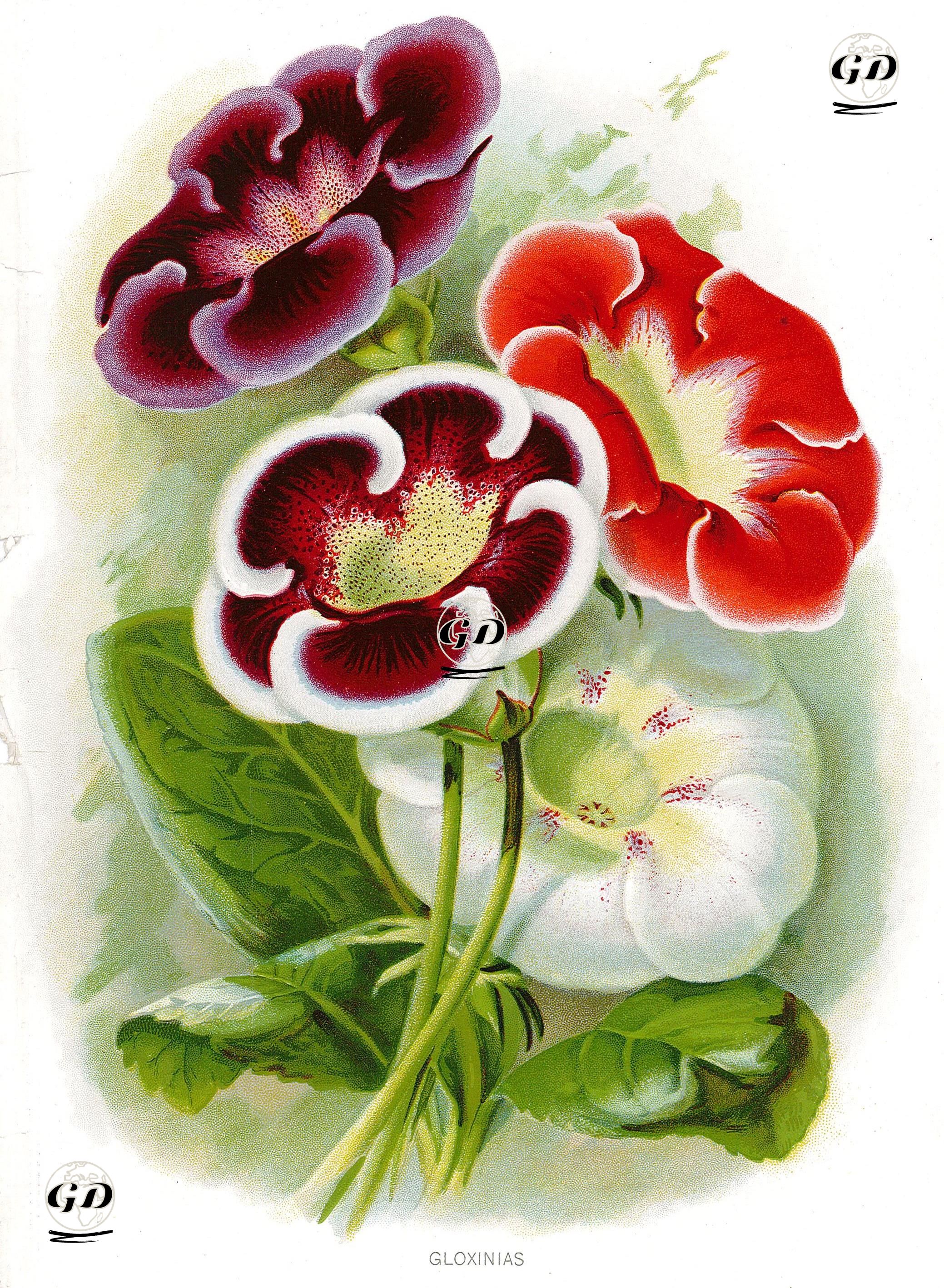 Bardak Menekşesi (Gloxinia) -  - 1895