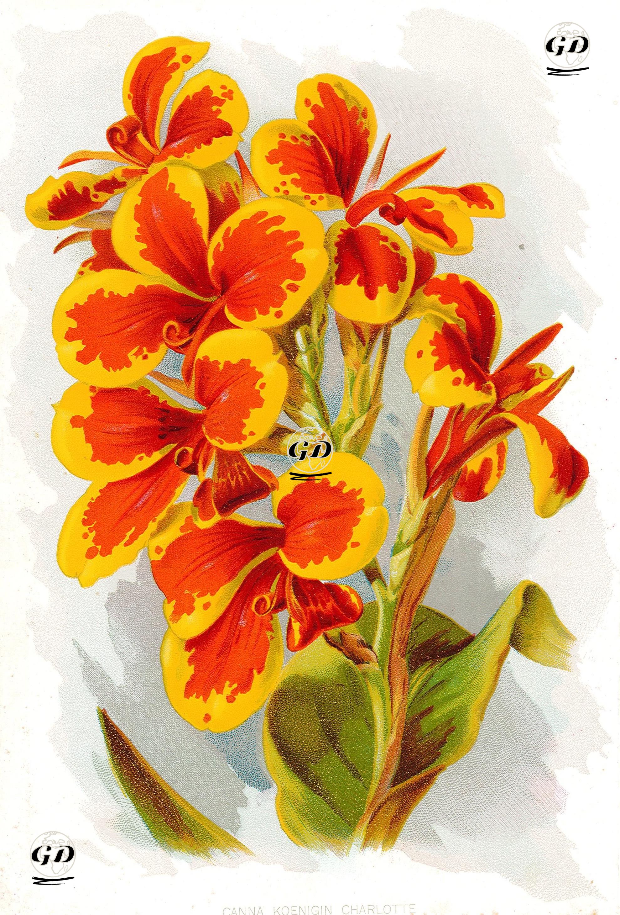 Canna Koenigin Charlotte -  - 1905