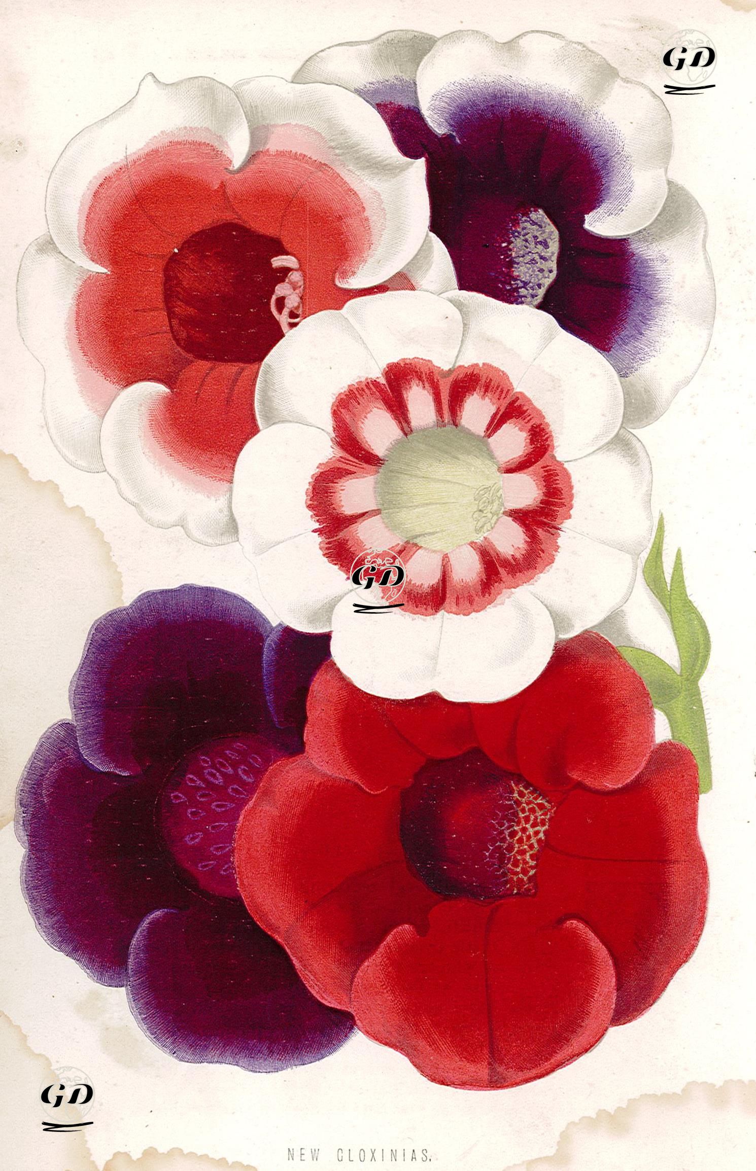 Bardak Menekşesi (Gloxinia) -  - 1895