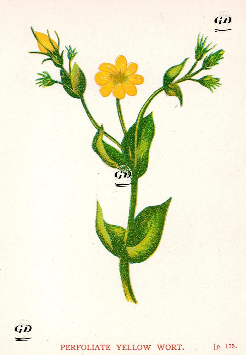 Perfoliate Yellow Wort - Anne Pratt (1806-1893) - 1890's