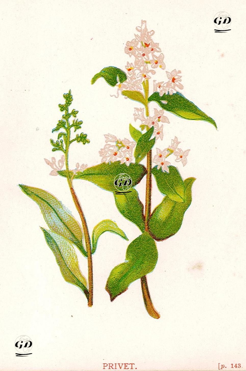 Privet - Anne Pratt (1806-1893) - 1890's