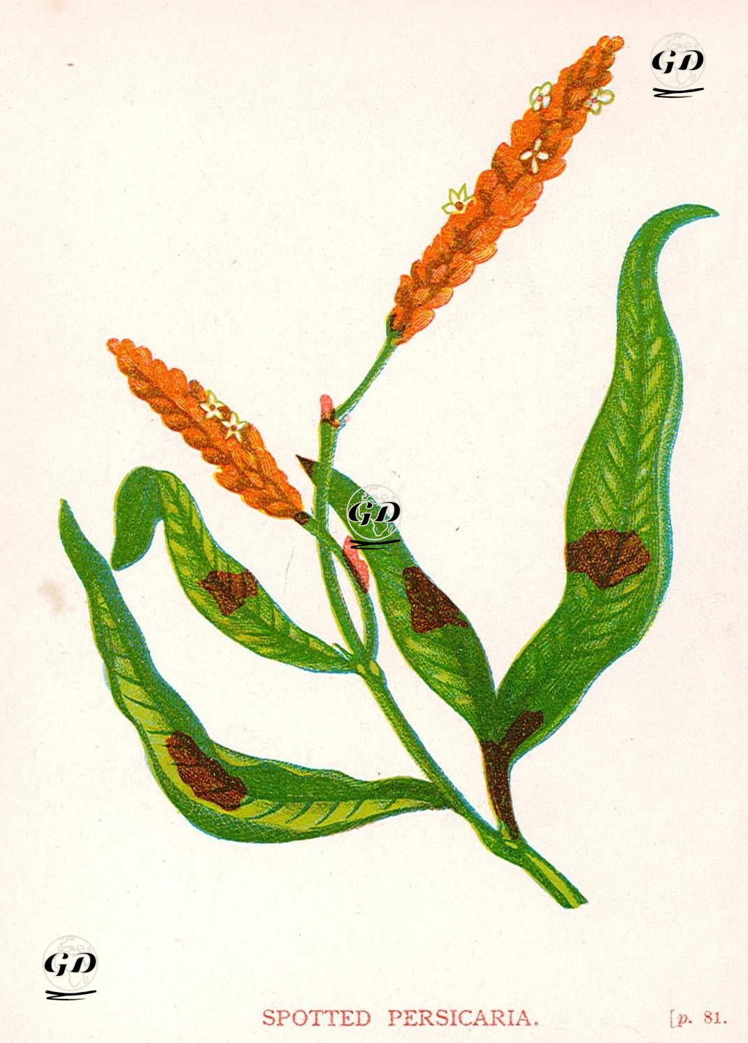 Söğütotu - Anne Pratt (1806-1893) - 1890's