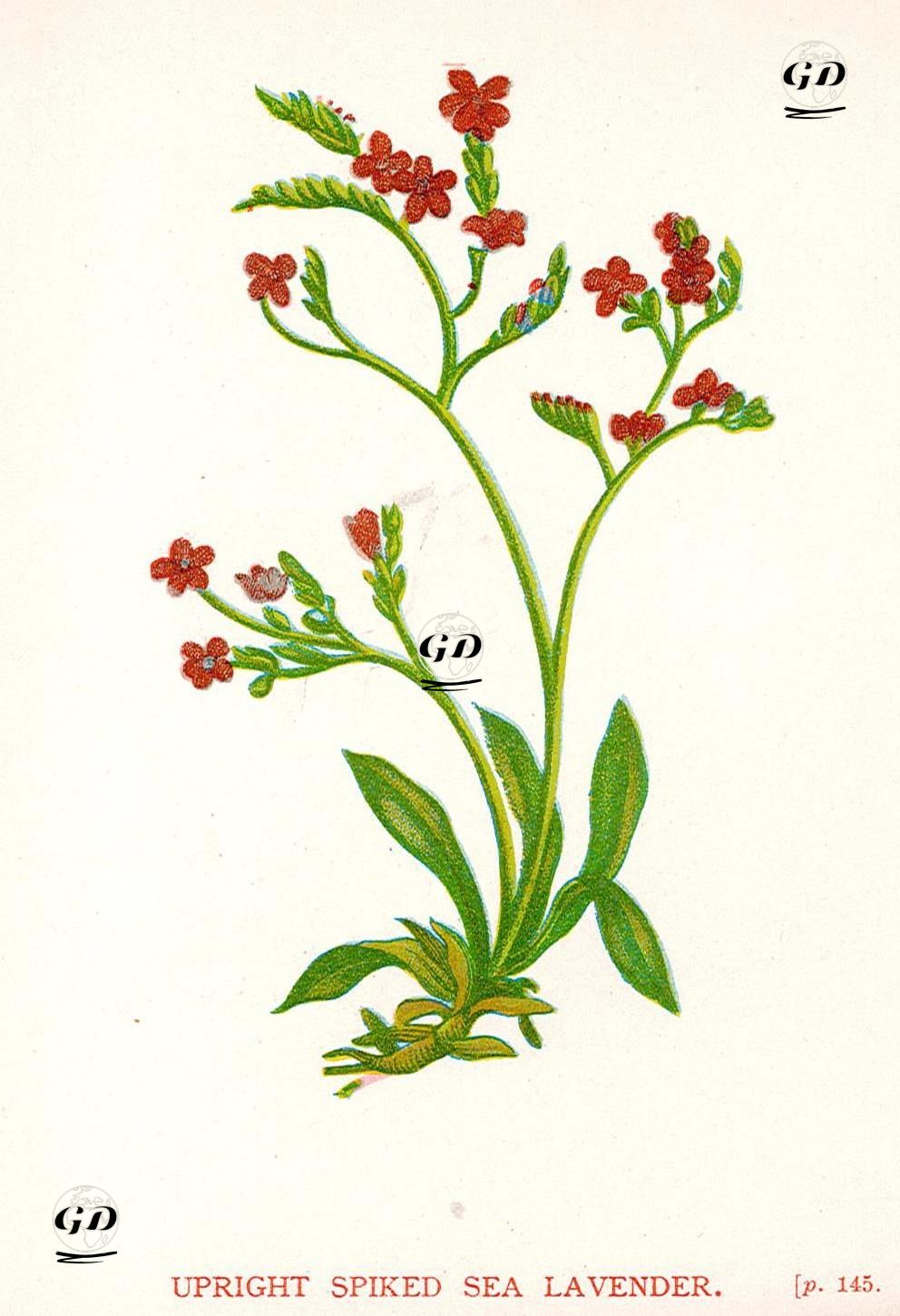 Dik Başaklı Deniz Lavantası - Anne Pratt (1806-1893) - 1890's