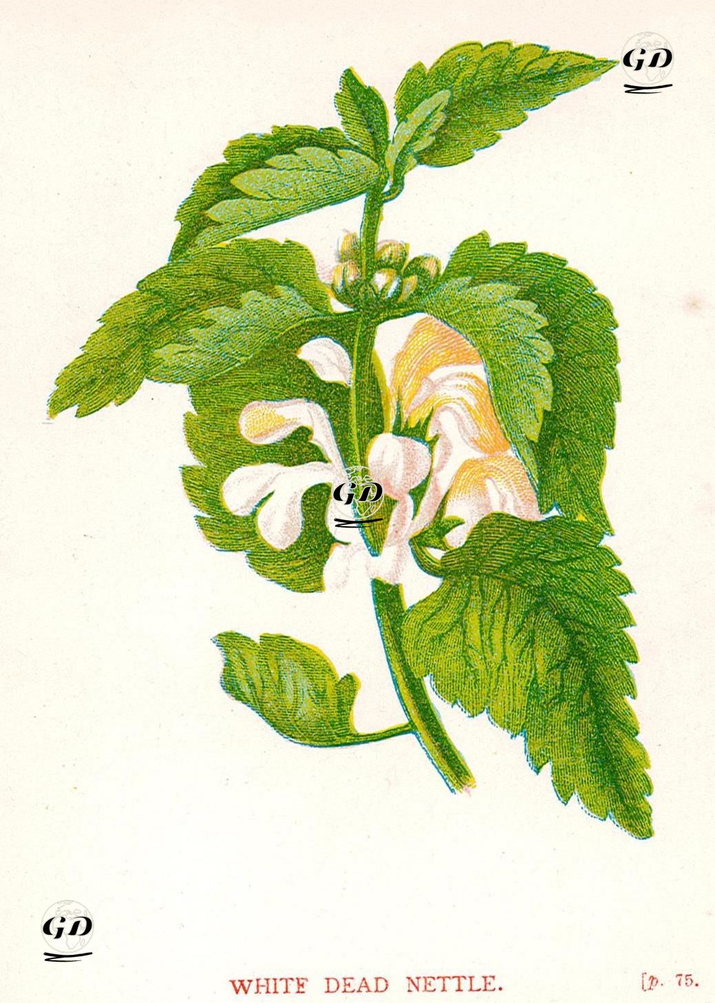 Beyaz Ballıbaba - Anne Pratt (1806-1893) - 1890's
