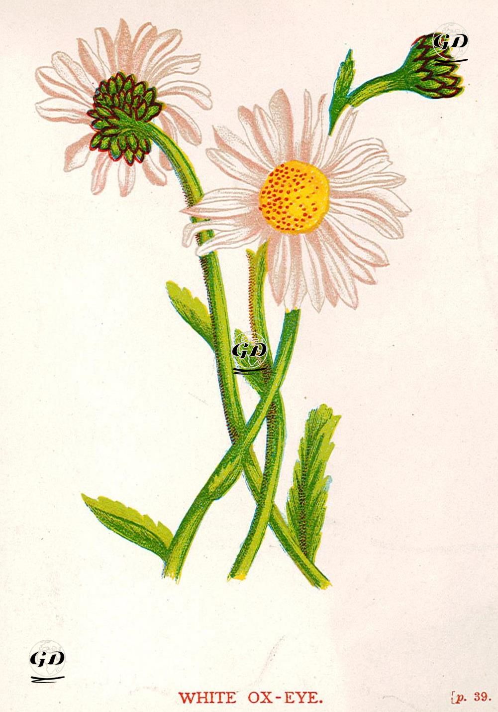 Beyaz Ay Papatyası - Anne Pratt (1806-1893) - 1890's