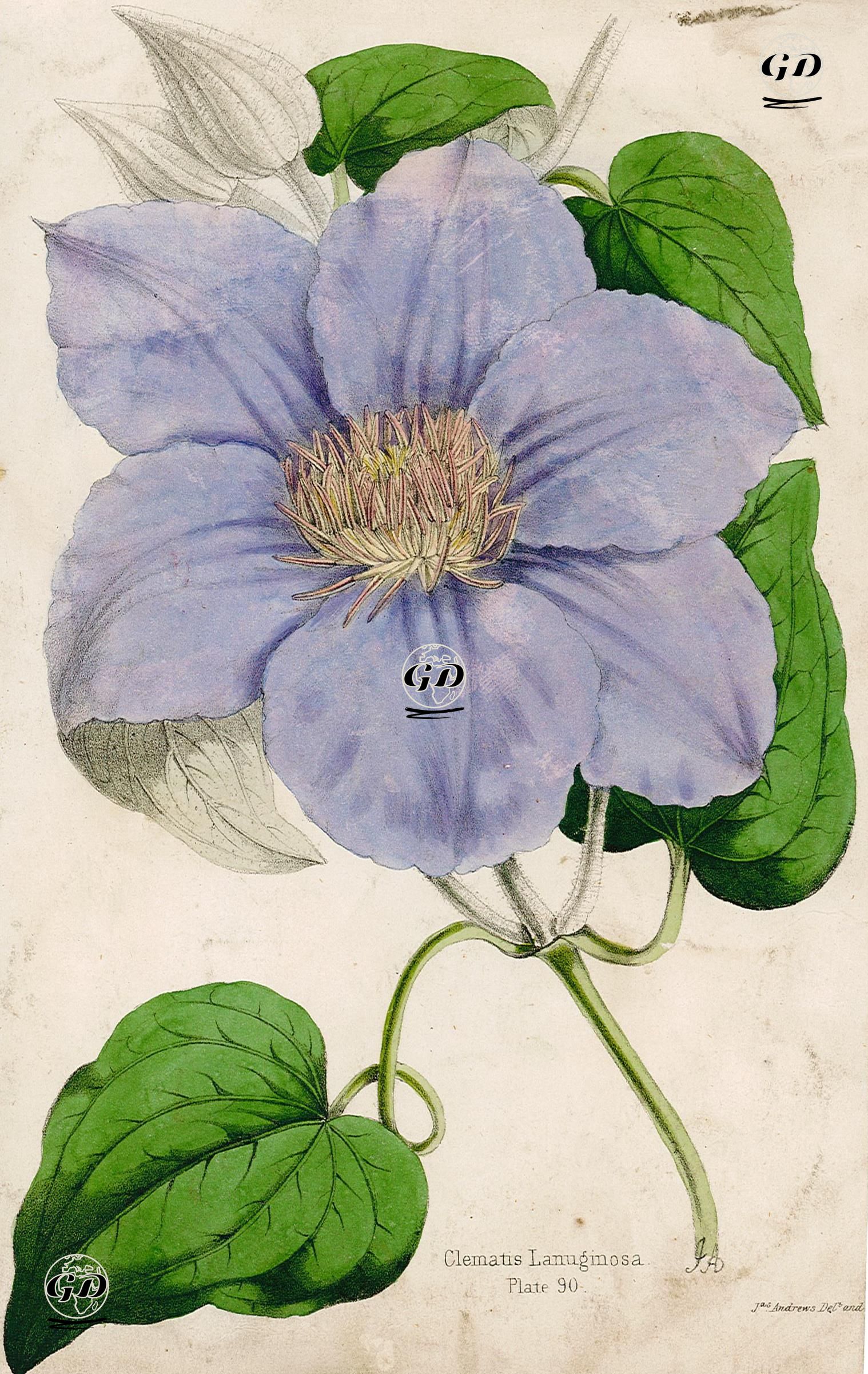 Cleamatis (Yaban Asması) - James Andrews(1801-1876) - 1850's
