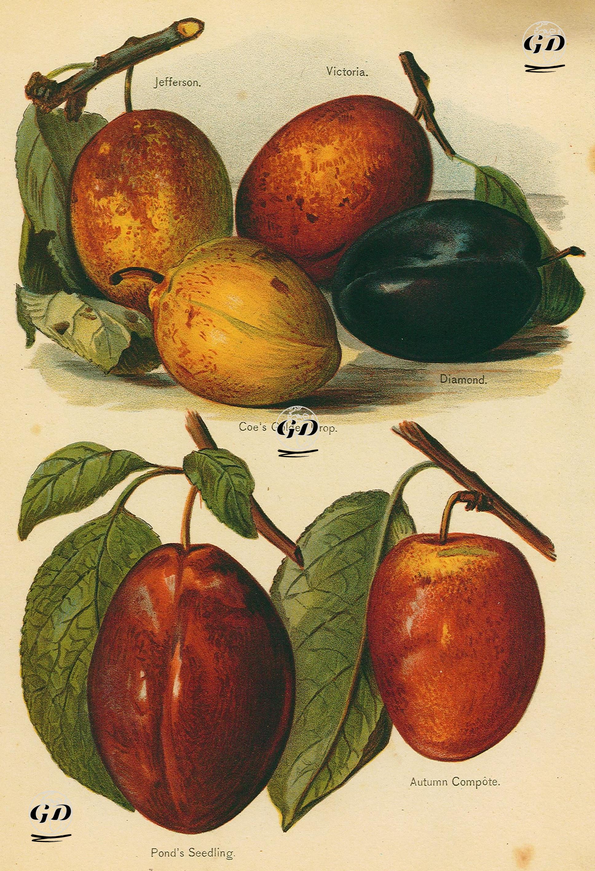 Jefferson, Victoria, Coe's Golden Drop, Diamond, Pond's Seedling, Autumn Compote -  - 1920's