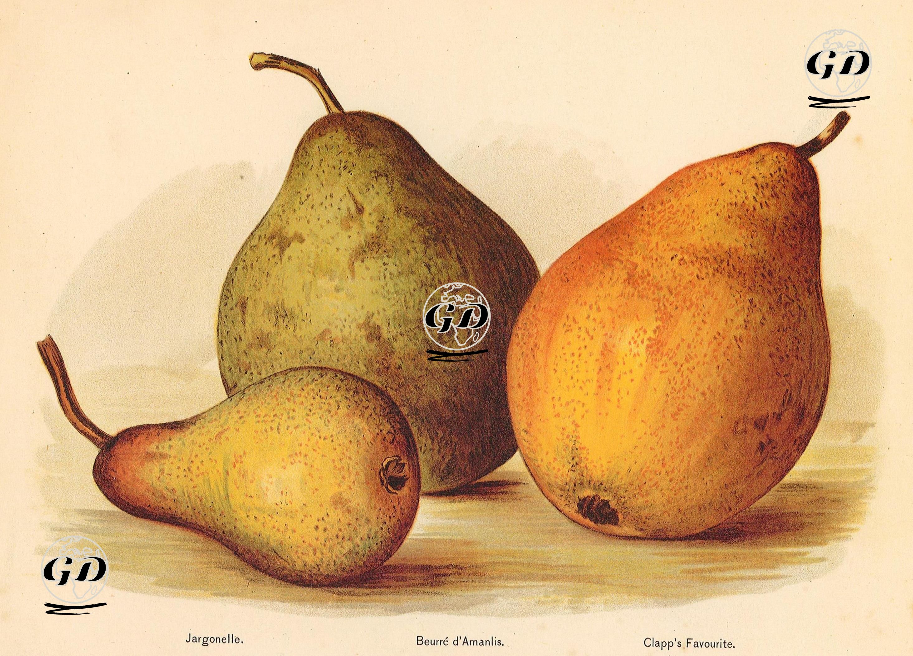 Jargonelle, Beurre D'Amanlis, Clapp's Favorite -  - 1920's