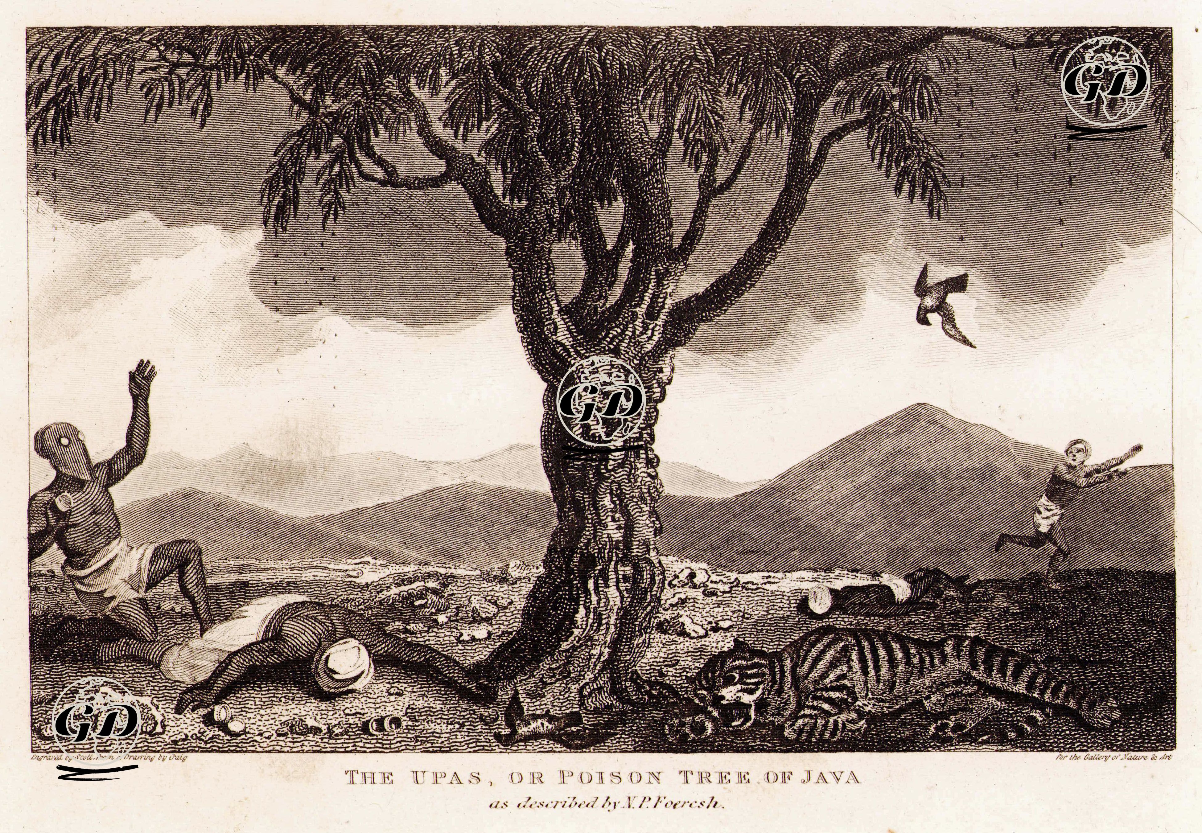 Cava Adasının Zehirli Ağacı Upas - William Marshall Craig (1765-1834) - 1810's