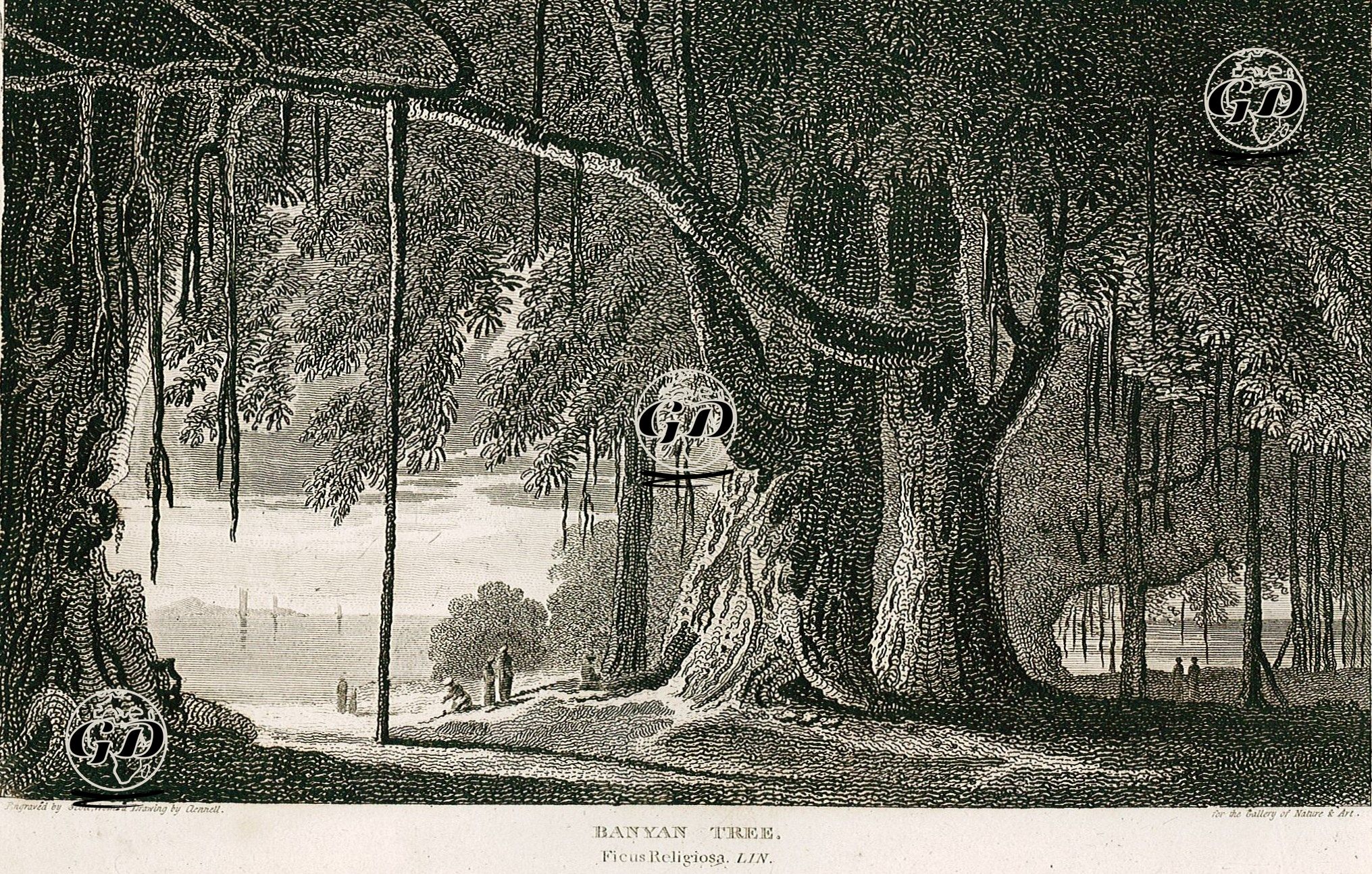 Banyan (Hint İnciri) Ağacı - Luke Clennell (1781-1840) - 1810's