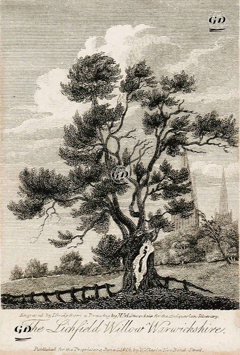 Lichfield Söğüt Ağacı, Warwickshire - H.M.Sterndale - 1816