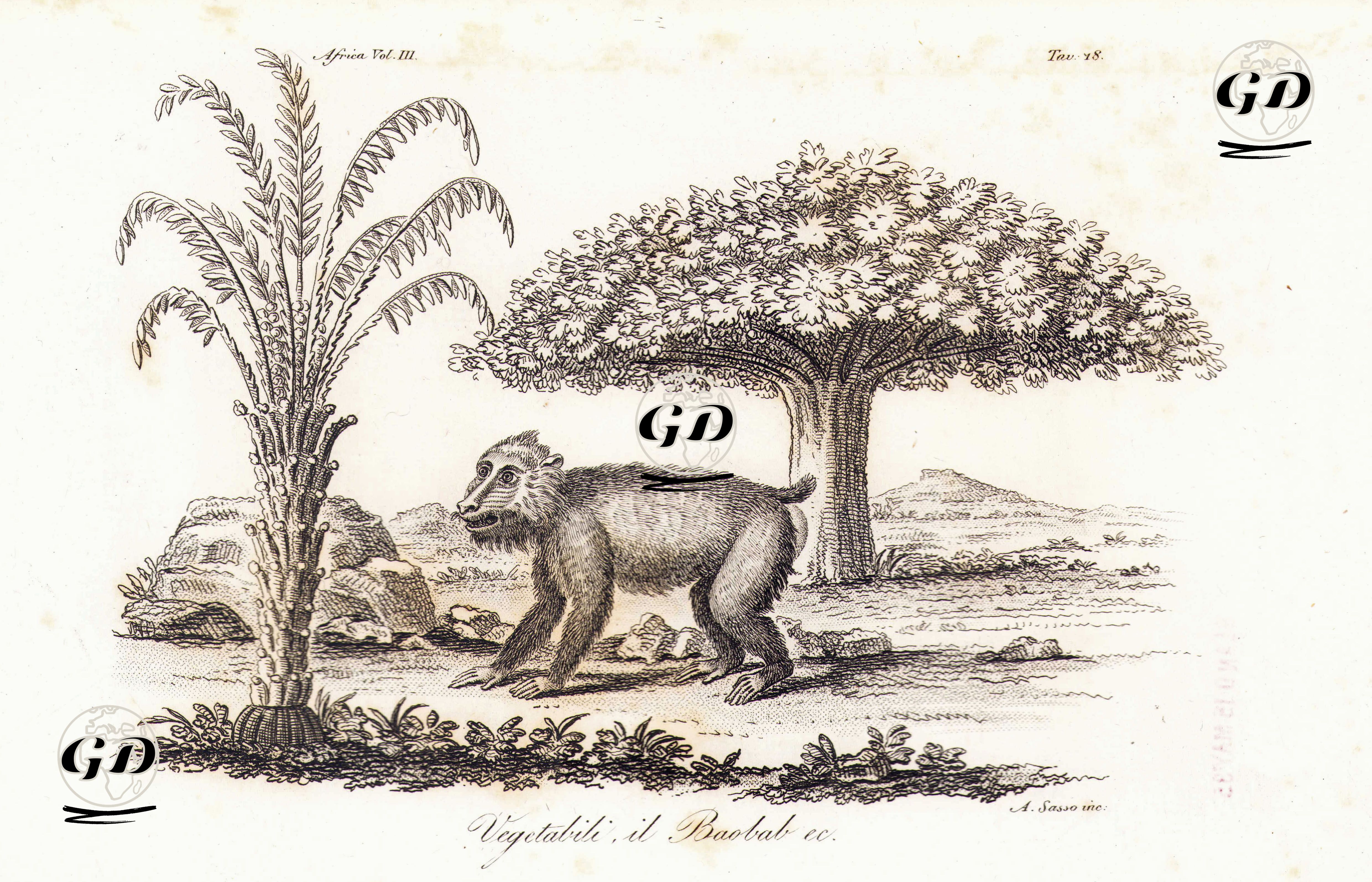Baobab Ağacı, Diğer Bitkiler Ve Goril, Afrika Cilt III. Resim 48. -  - 1820's-1840's