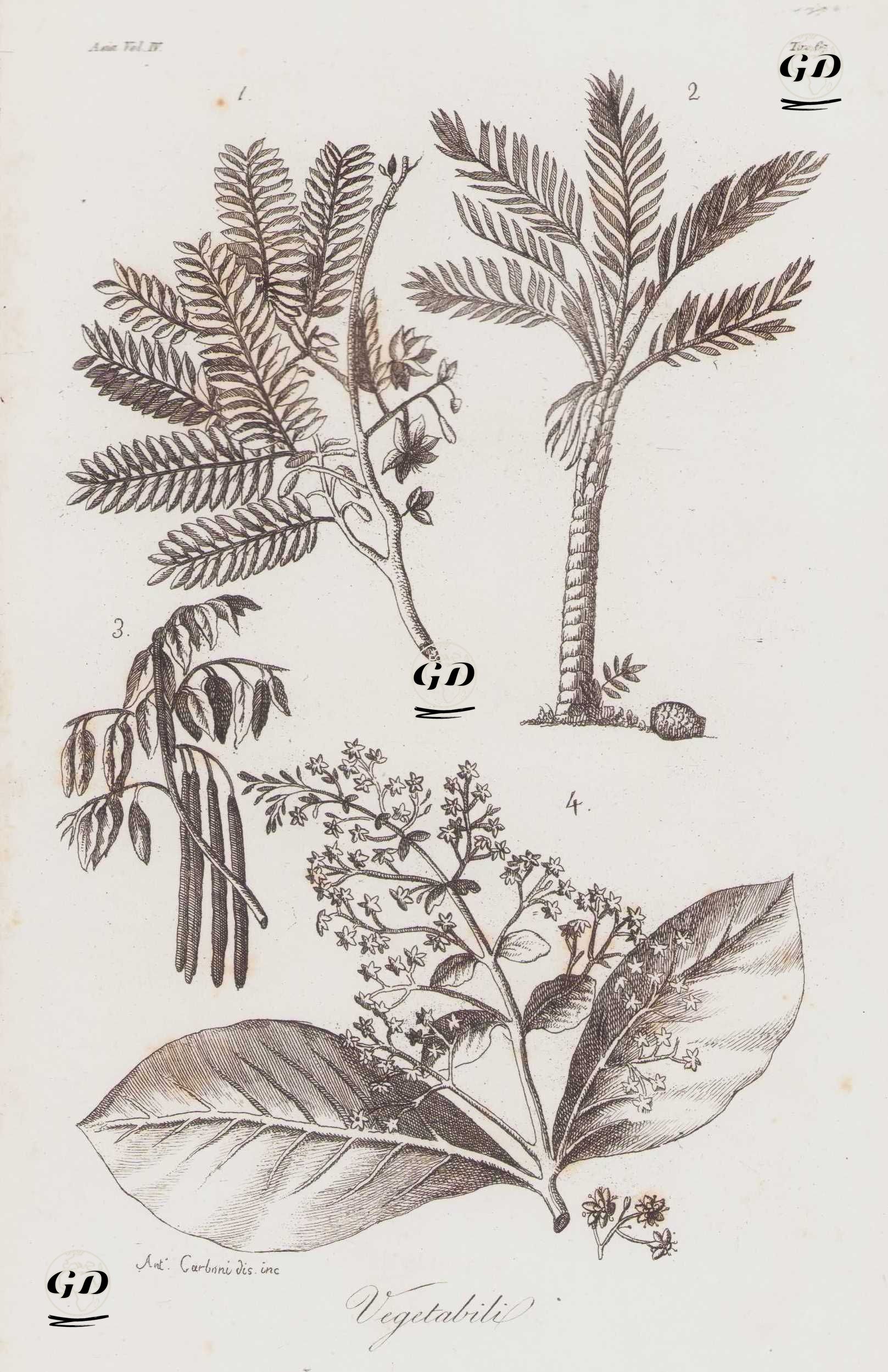 Vegetabili, Asia Vol. IV. Tav.67. (Sri Lankan Plants, Tamarind (1), Sago Palm (2), Cassia (3) and Teak (4)) -  - 1820's-1840's