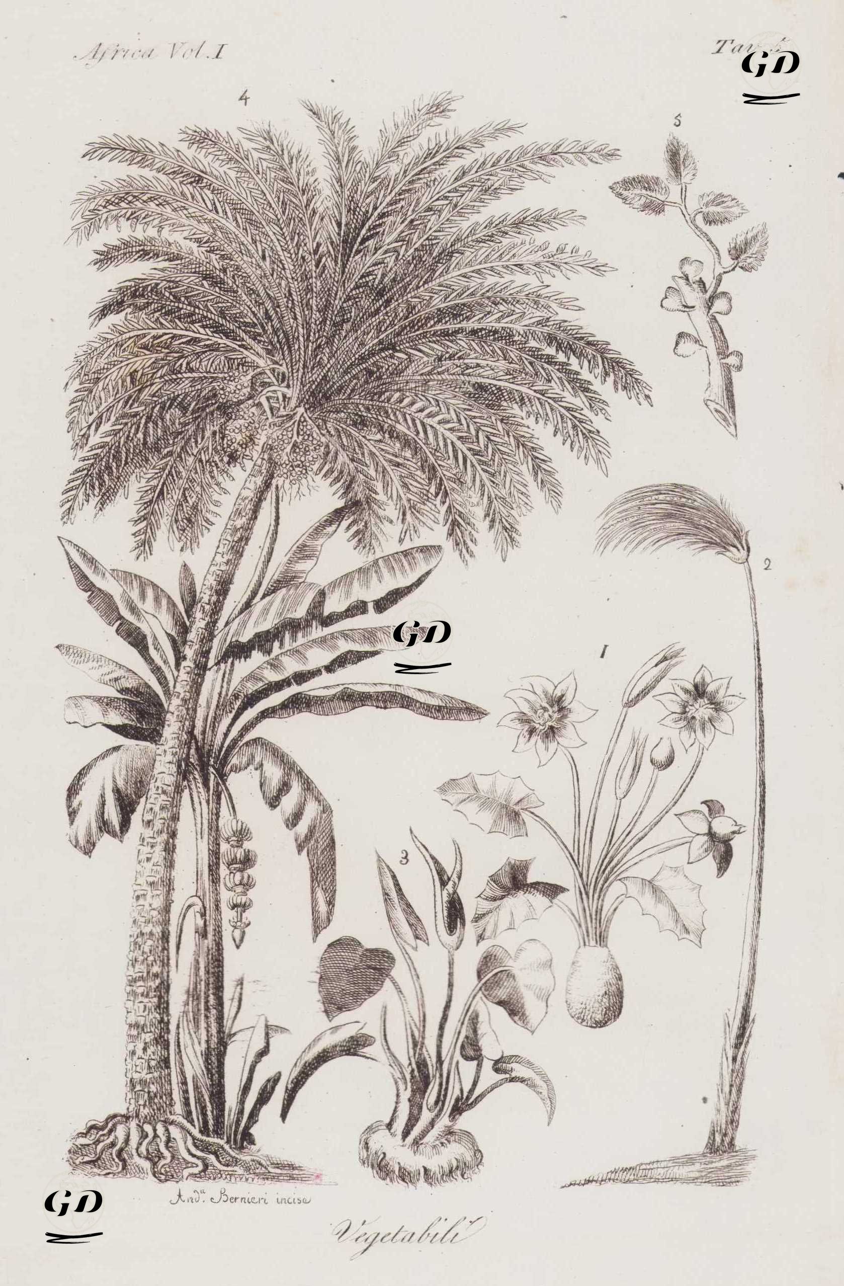 Afrika Bitkileri, Papirüs, Hurma Ağacı, Muz Ağaçı, Nilüfer vb, Afrika Cillt I. Resim 5. -  - 1820's-1840's
