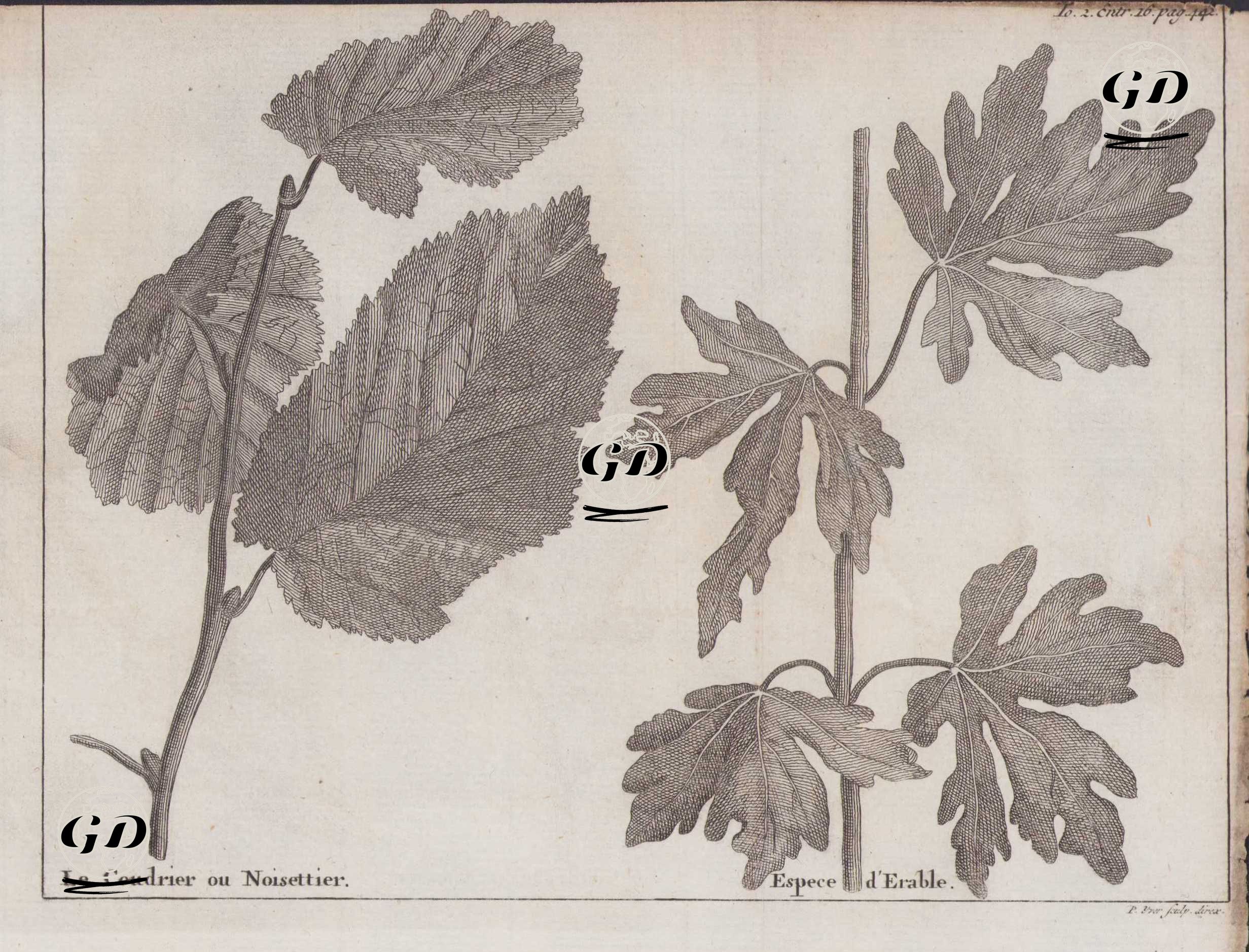 Fındık Ağacı Yaprağı-Akçaağaç Yaprağı -  - 1737