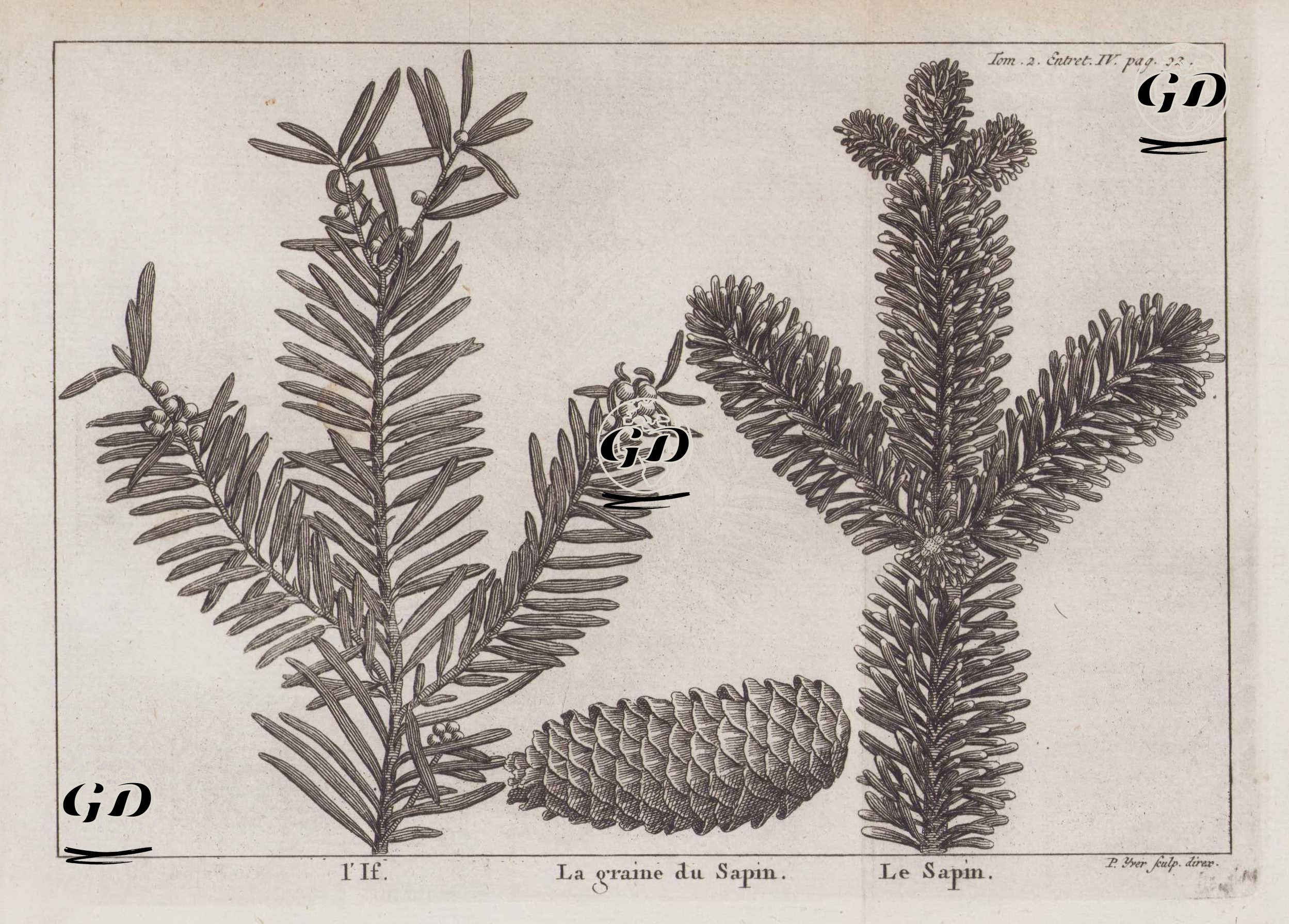 L'If (Leaf and Flower of Yew Tree) -La Graine du Sapin (Seed of Fir Tree)-Le Sapin (Leaf of Fir Tree) (Tom.2 Entret.IV Page 92) -  - 1737