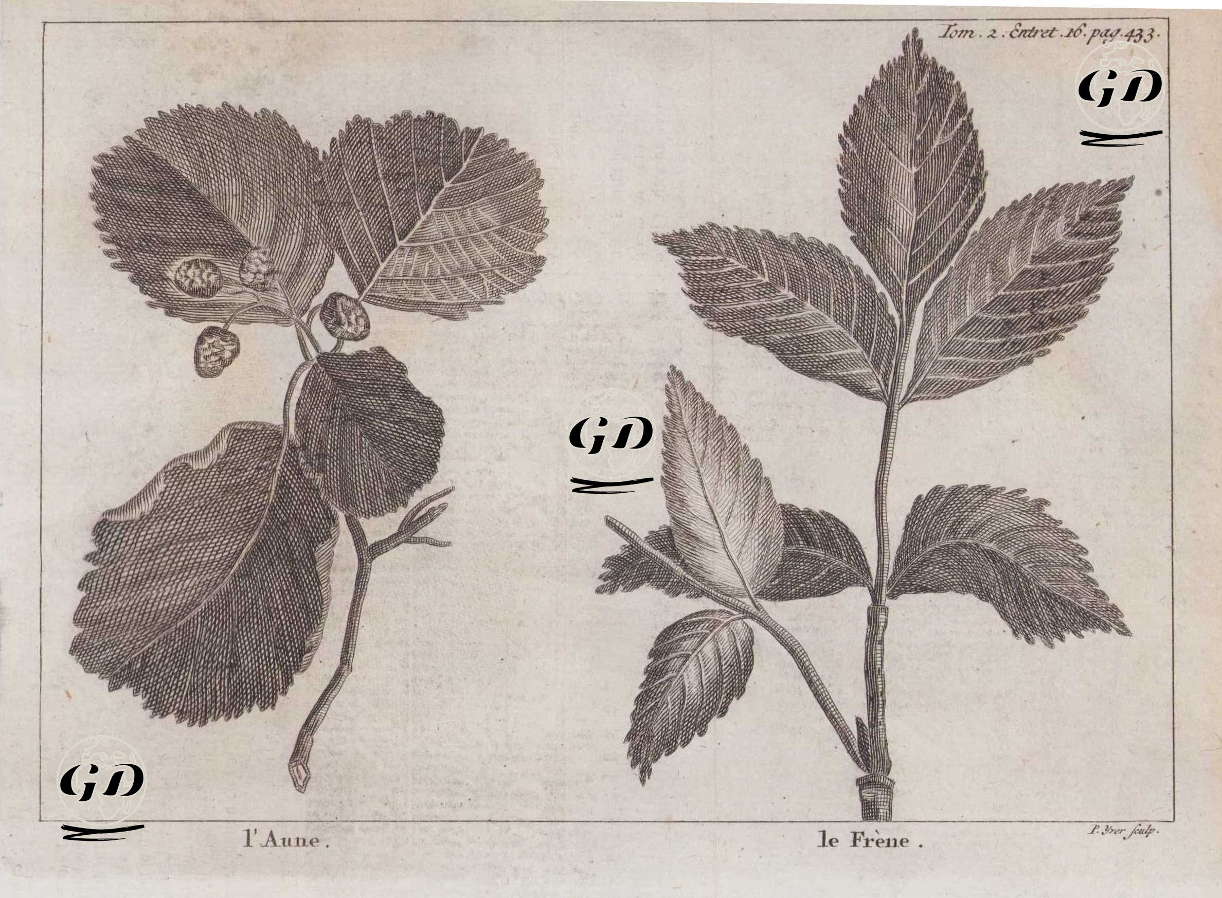 Kızılağacın Yaprağı-Dişbudak Ağacının Yaprağı -  - 1737