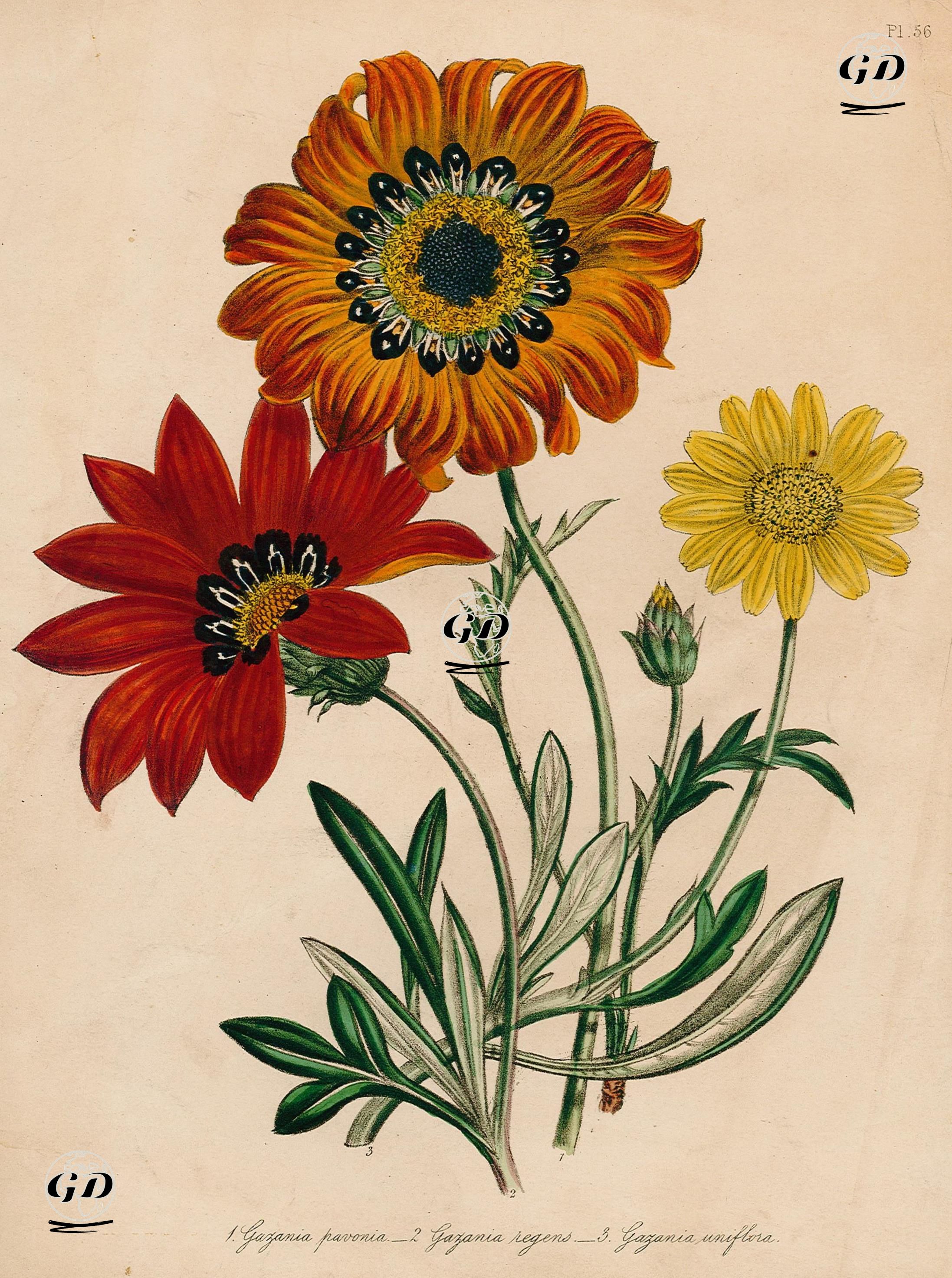 Koyun Gözü Çiçekleri -  - 1840's