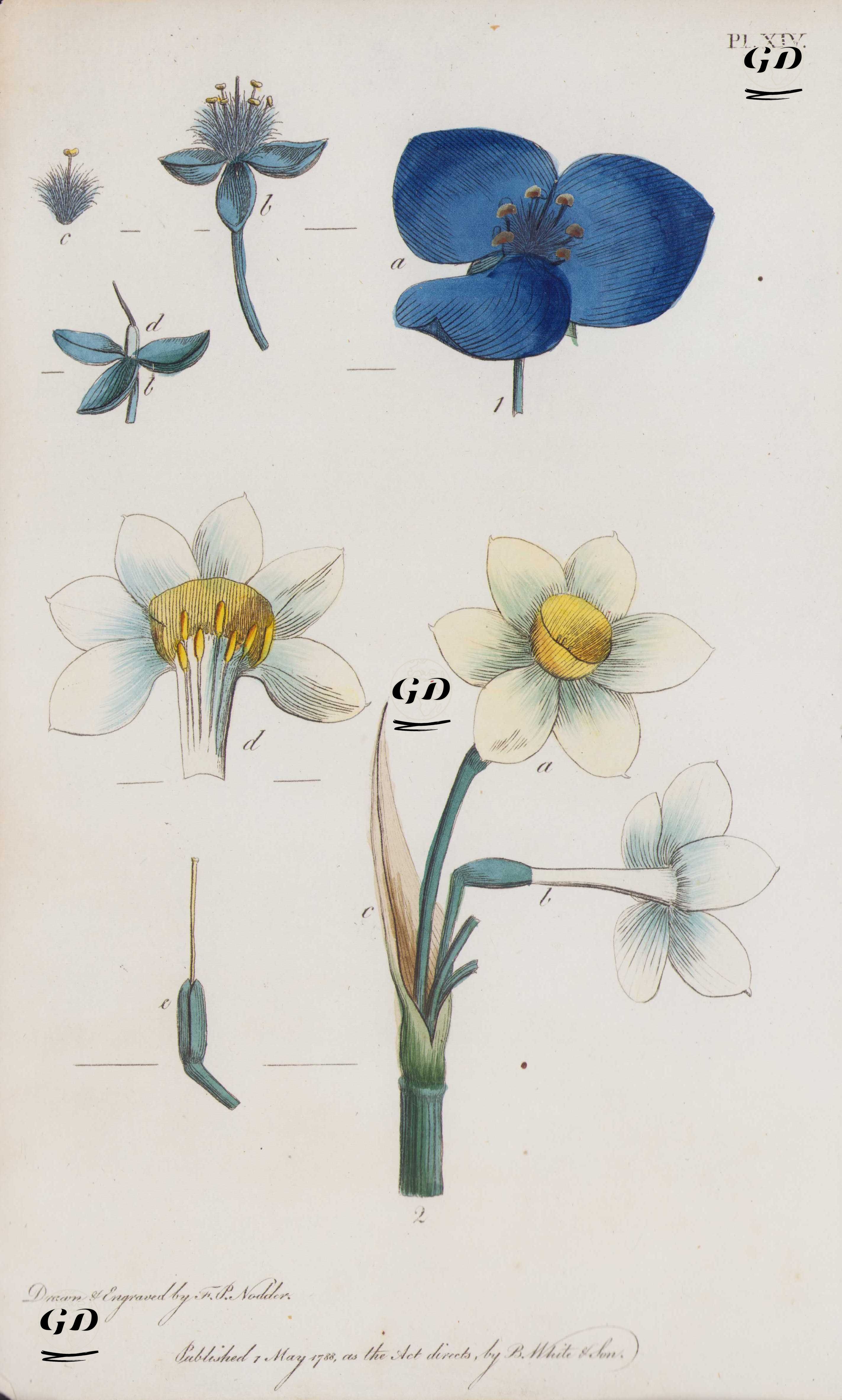 Çiçekler - Frederick Polydore Nodder (Active 1775-1800) - 1788