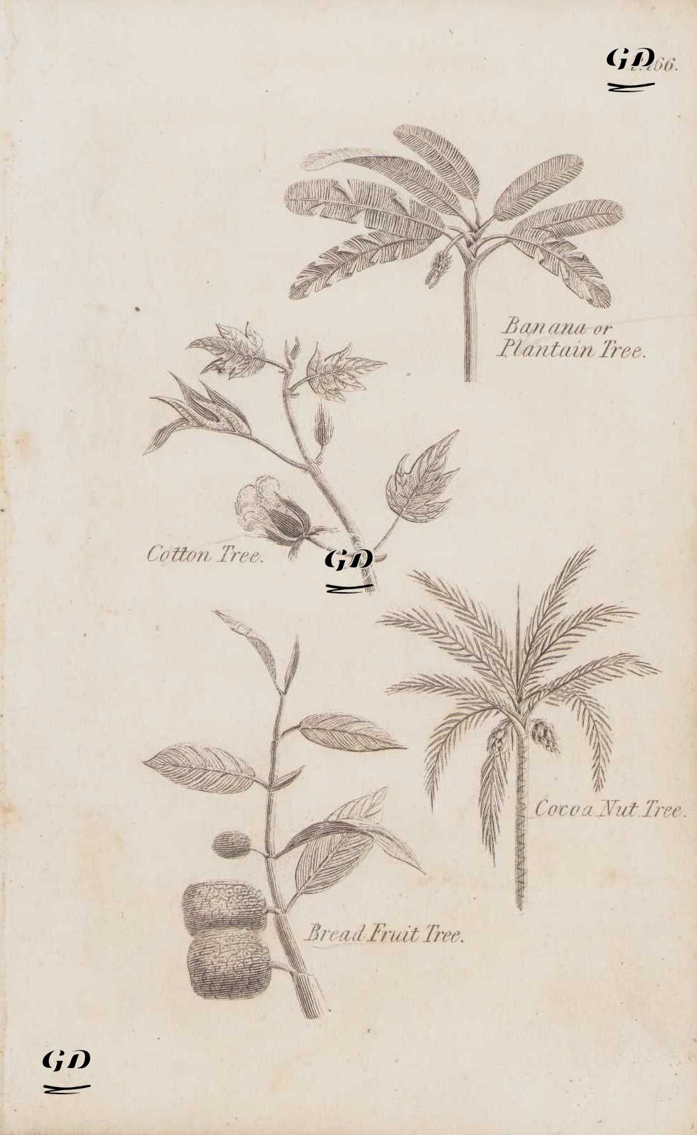 Muz Ağacı-Pamuk Ağacı-Hinidistan Cevizi Ağacı-Ekmek Ağacı -  - 1834