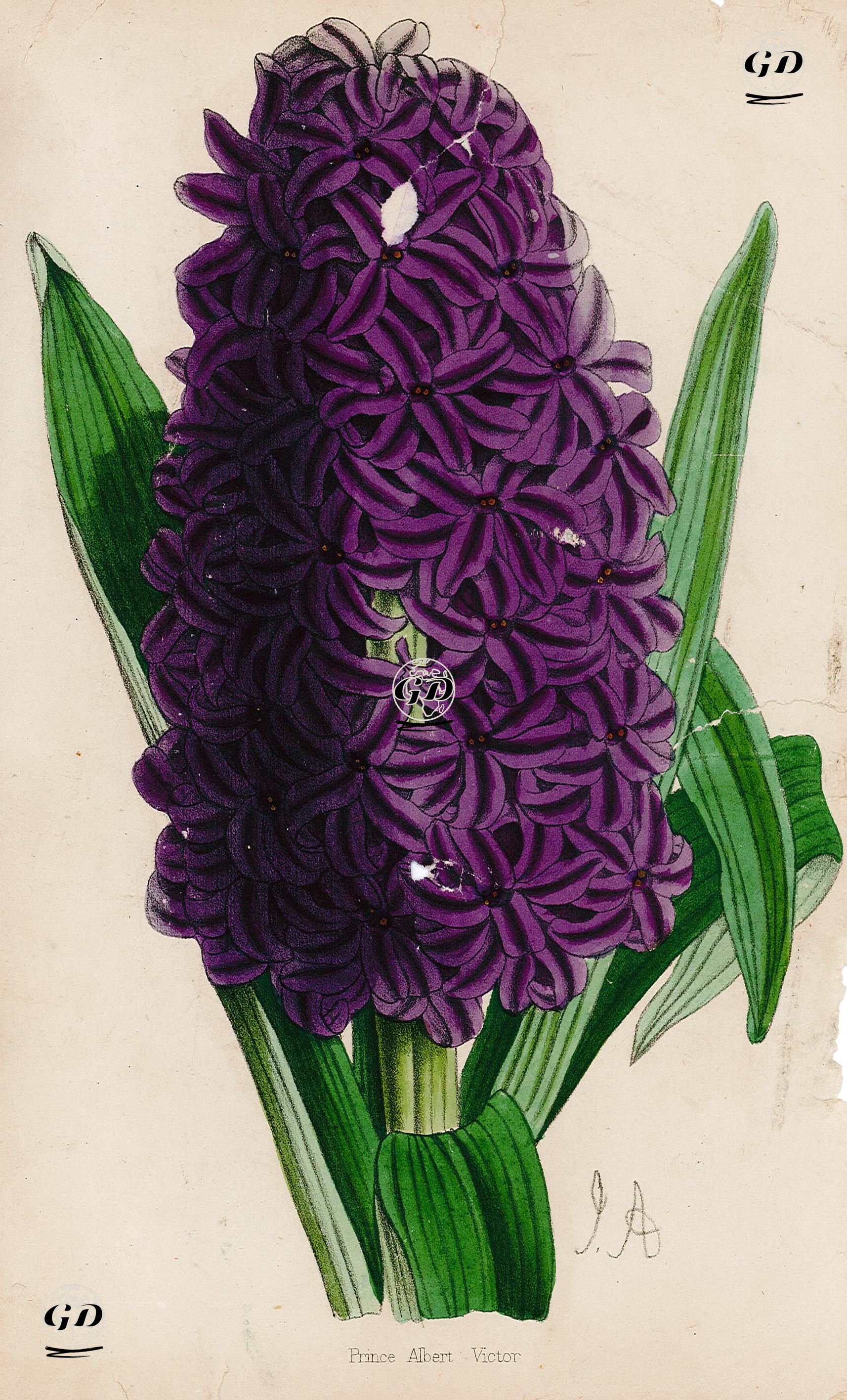 Sümbül -  - 1870's