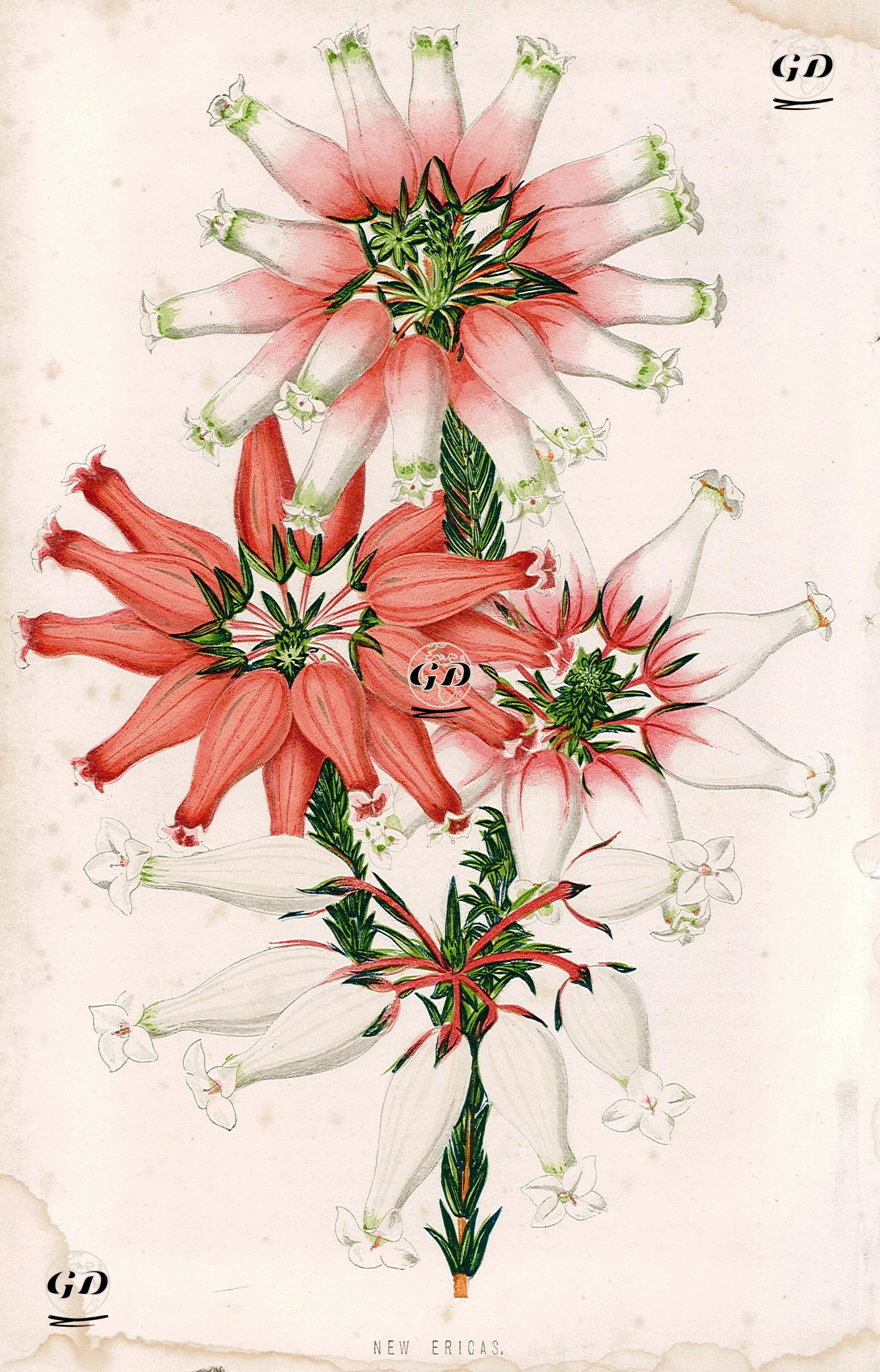 Funda -  - 1895