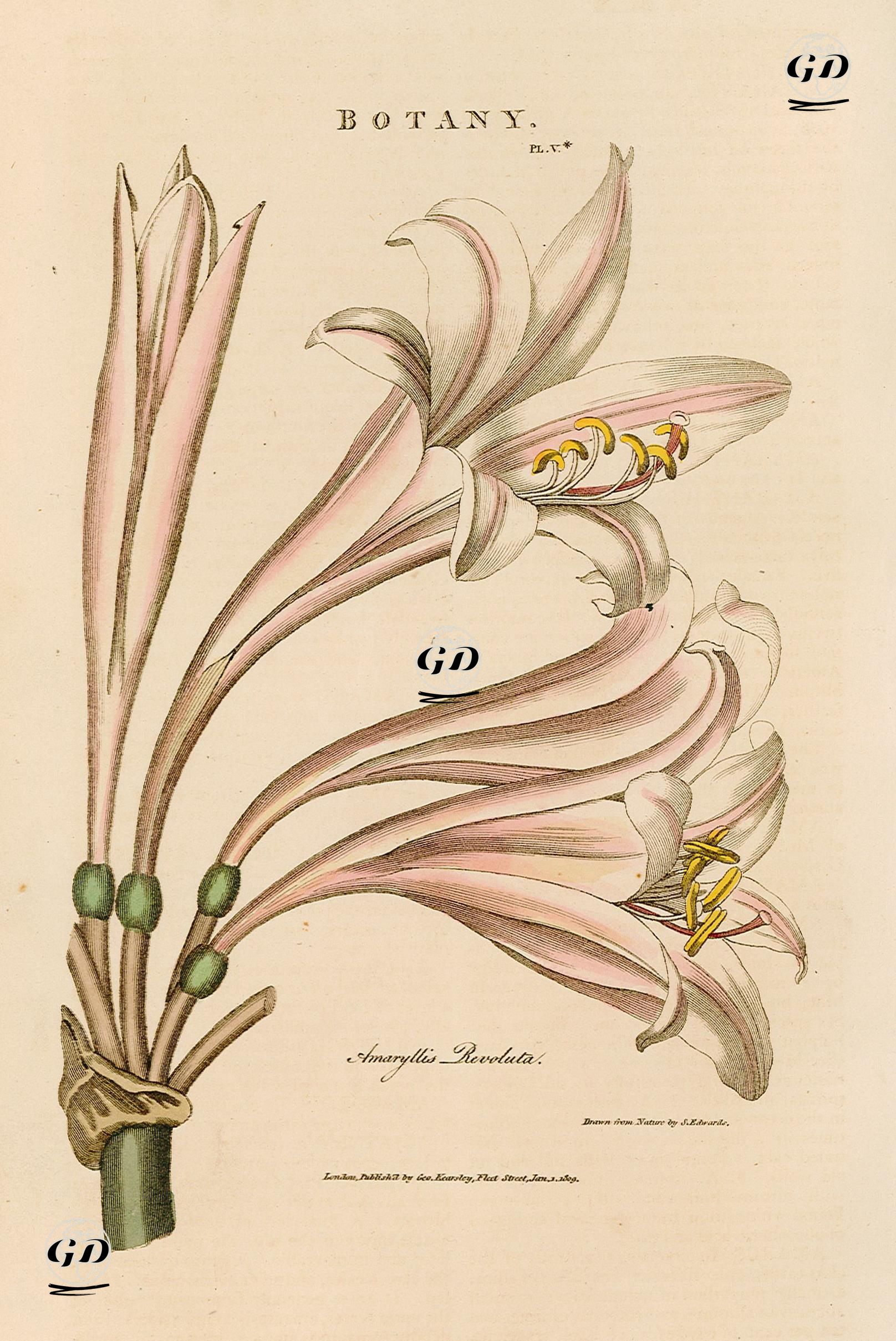 Nergis Zambağı - Sydenham Teast Edwards (1768-1819) - 1809