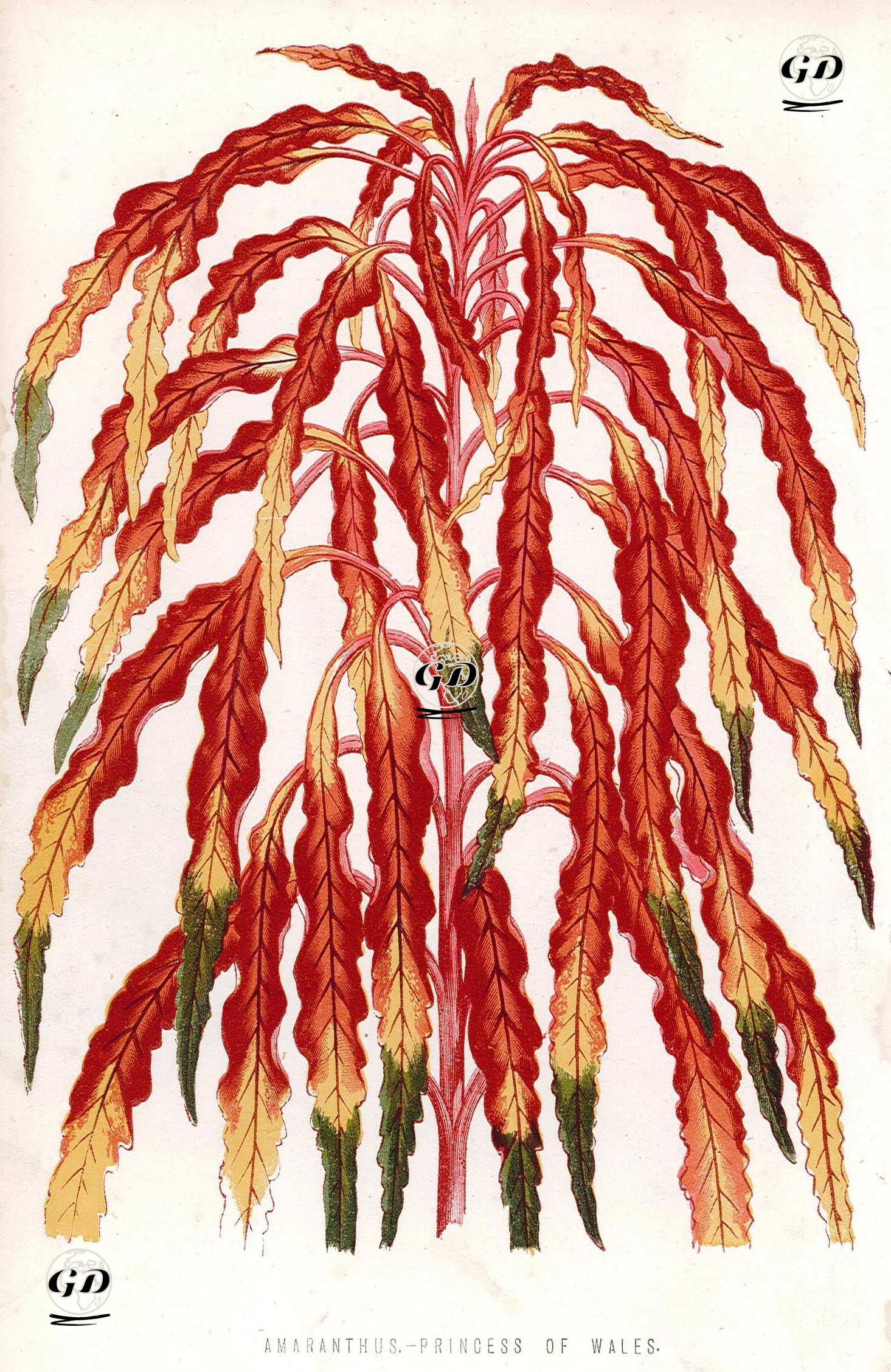 Amaranthus -  - 1895