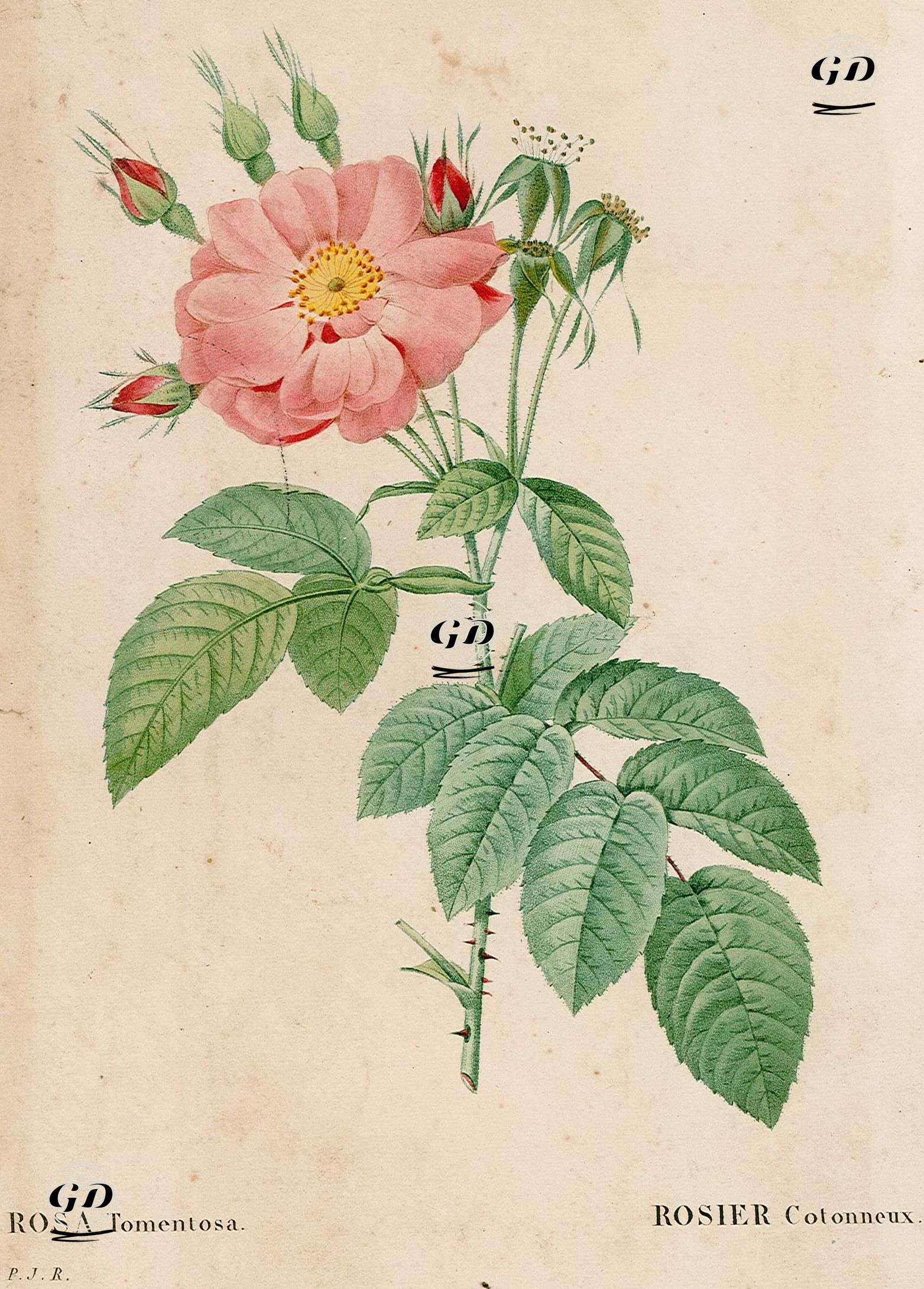 Sıtma Gülü - Pierre Joseph Redoute (1759-1840) - 1828