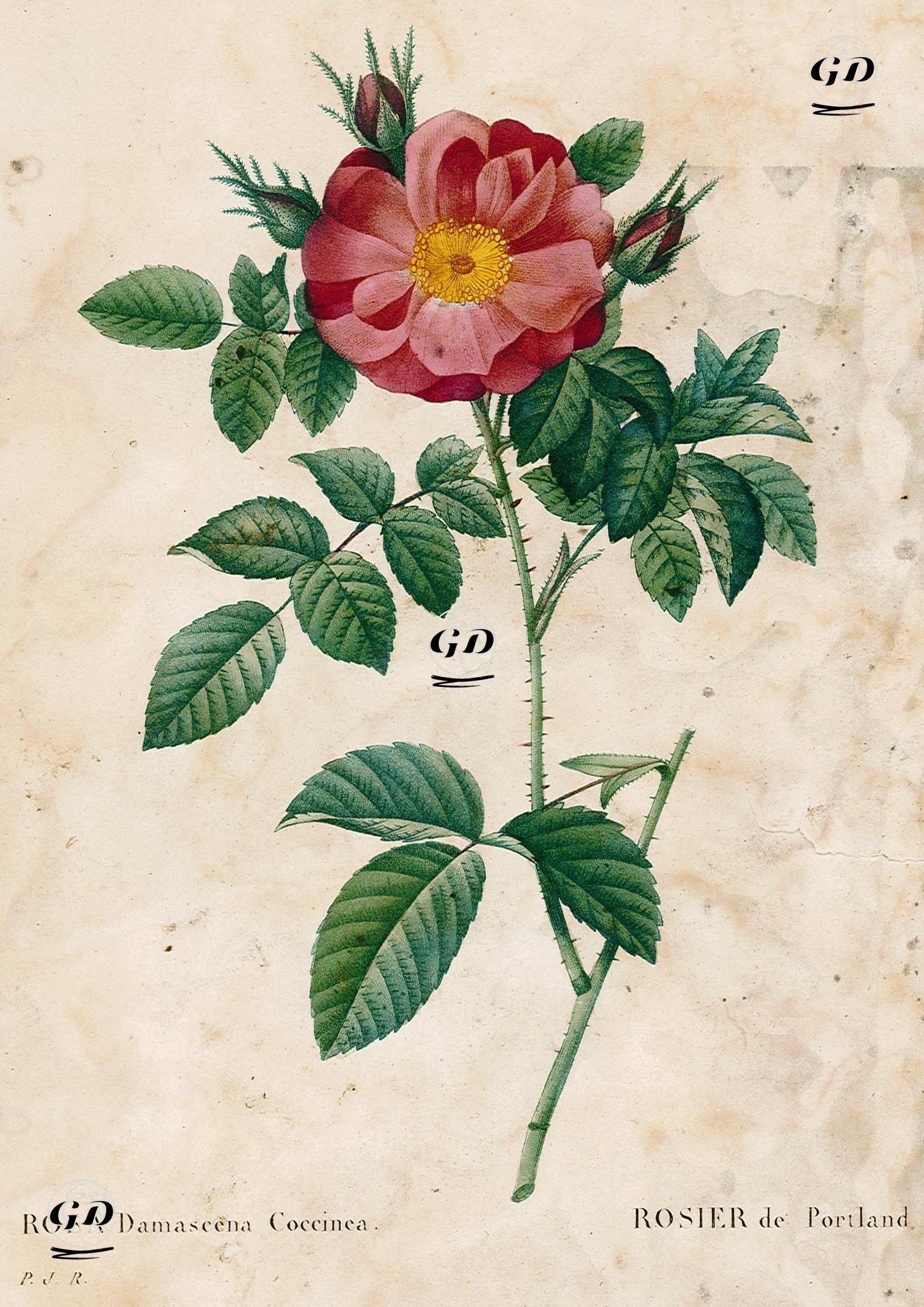 Isparta Gülü - Pierre Joseph Redoute (1759-1840) - 1828