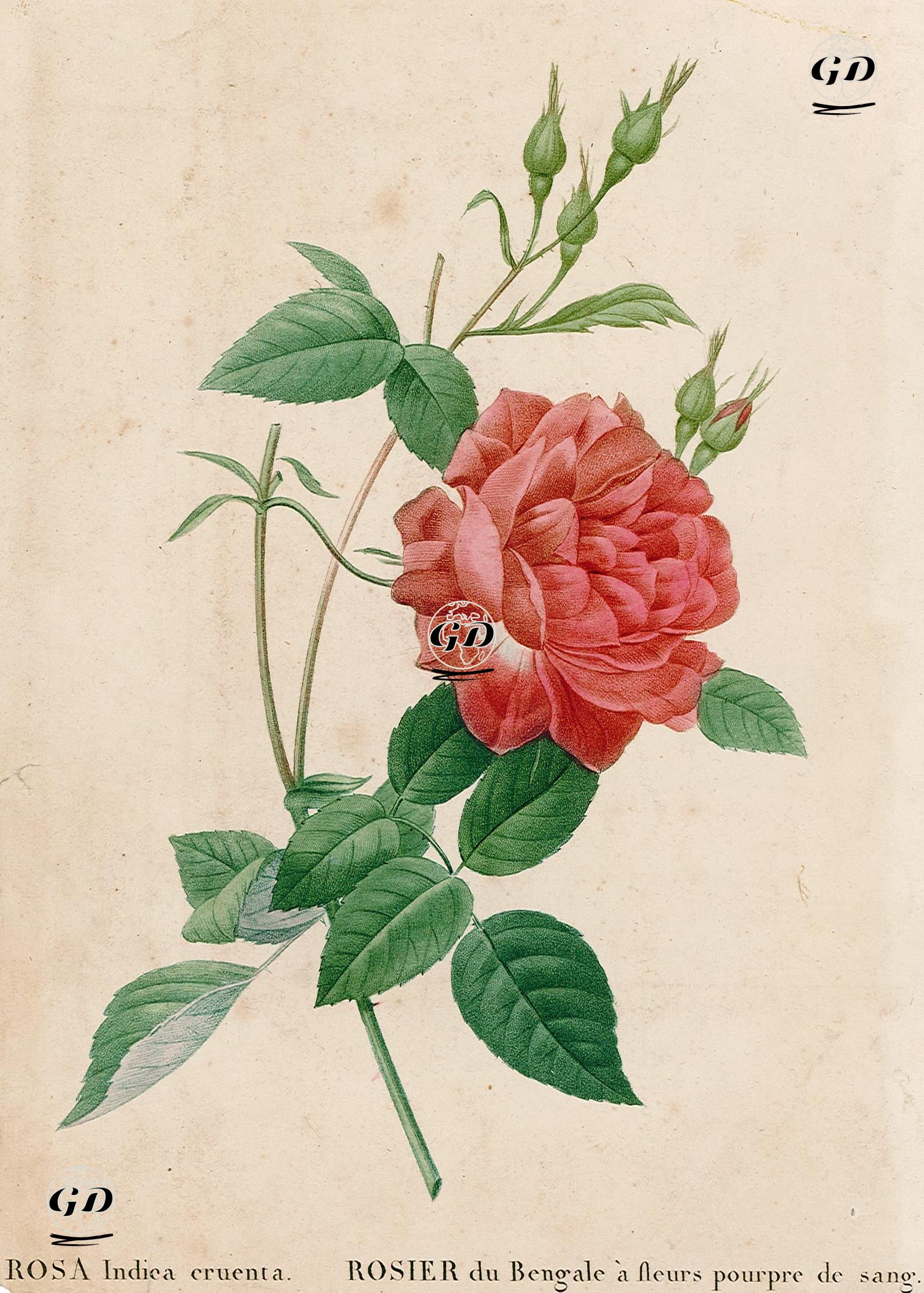 Kan Kırmızısı Gül - Pierre Joseph Redoute (1759-1840) - 1828