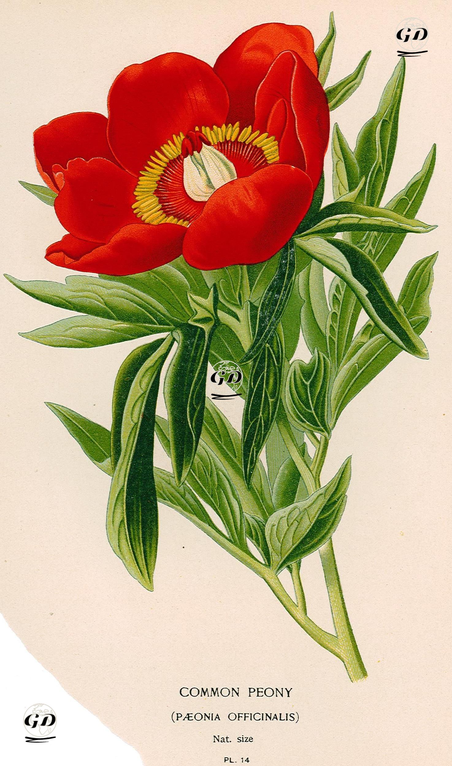 Şakayık -  - 1896