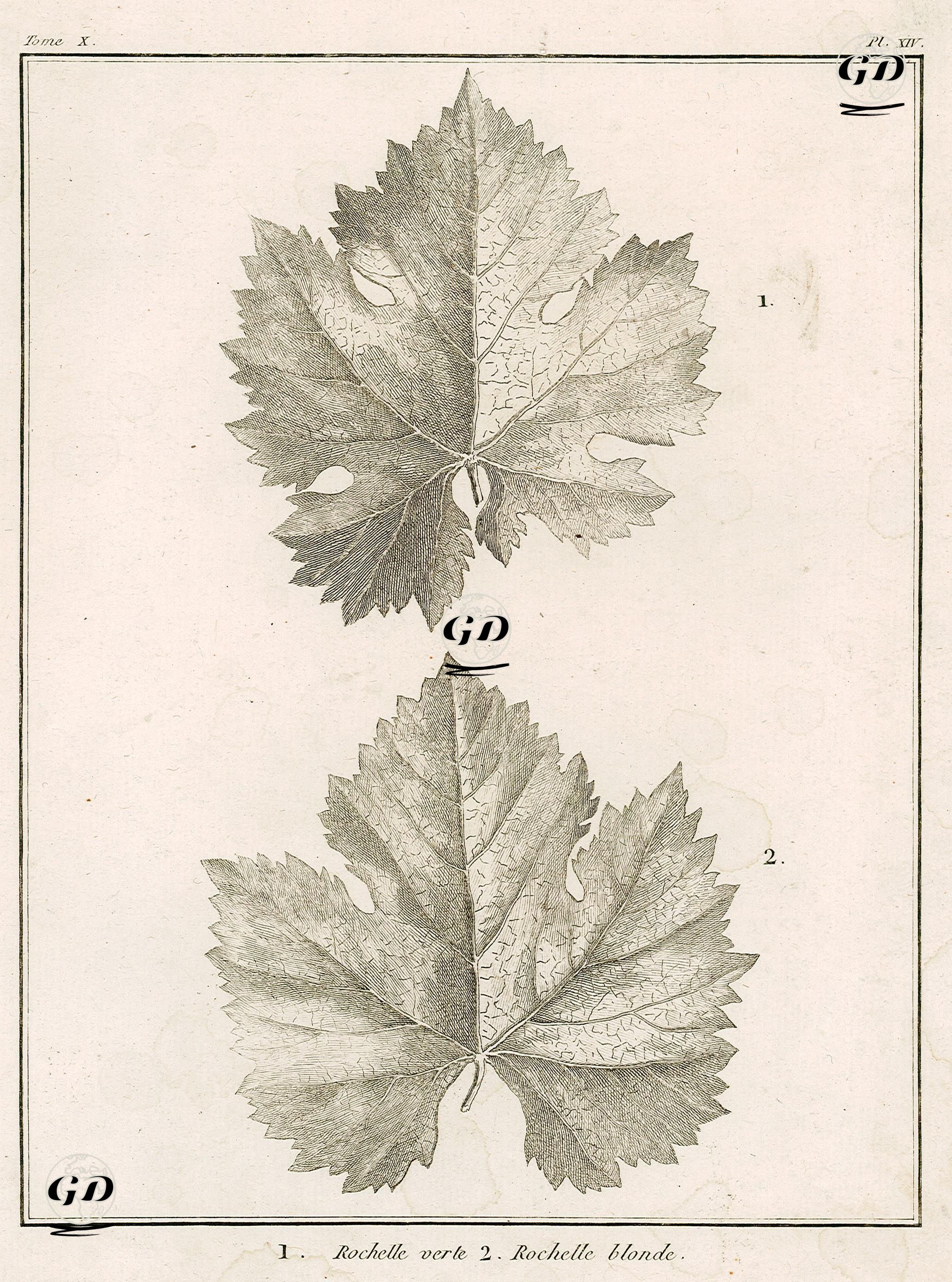 1.Rochelle Yeşil Yaprağı 2.Rochelle Sarı Yaprağı -  - 1790's