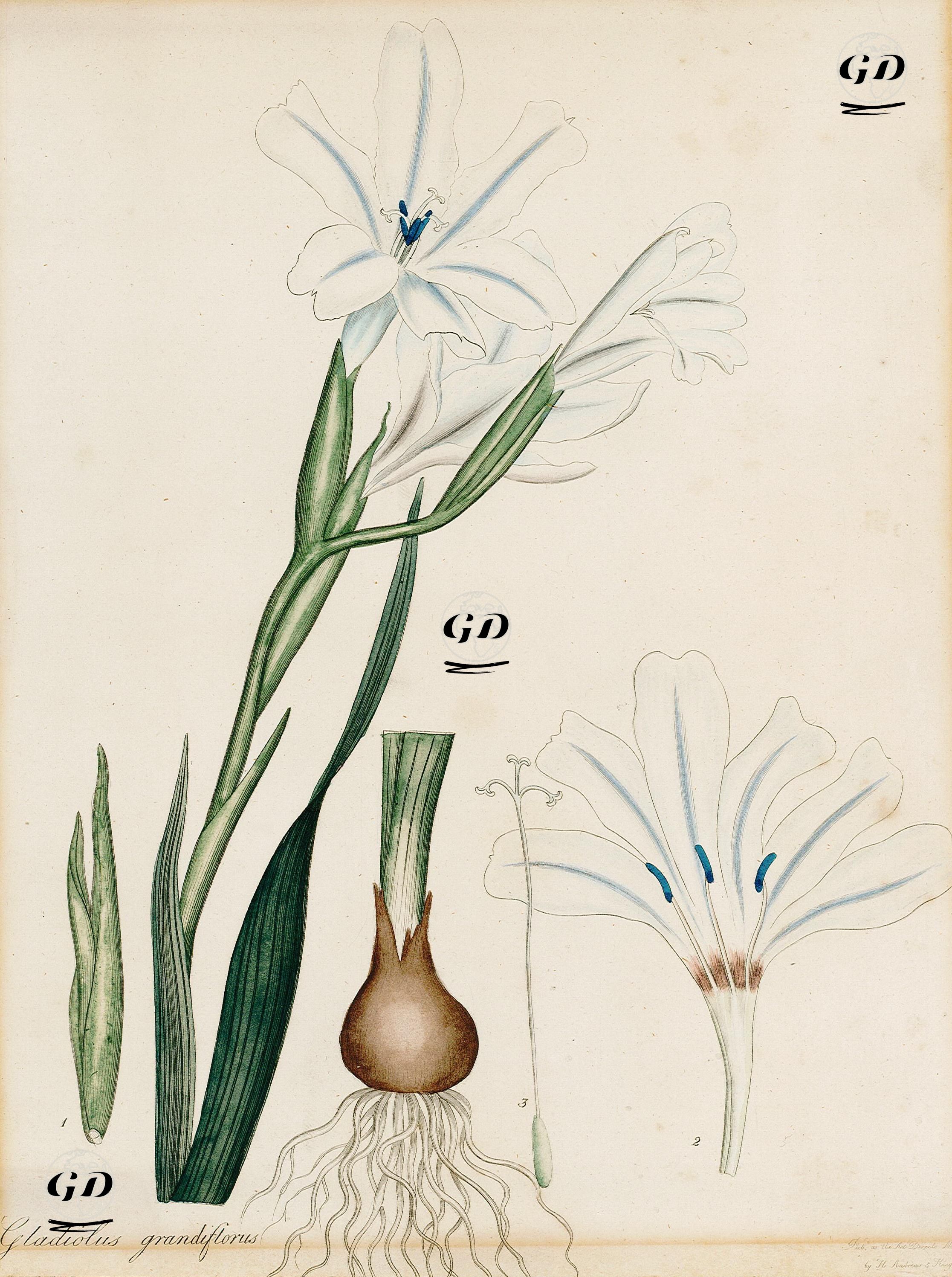 Glayöl Çiçeği - Henry Charles Andrews (1770-1830) - 1800's