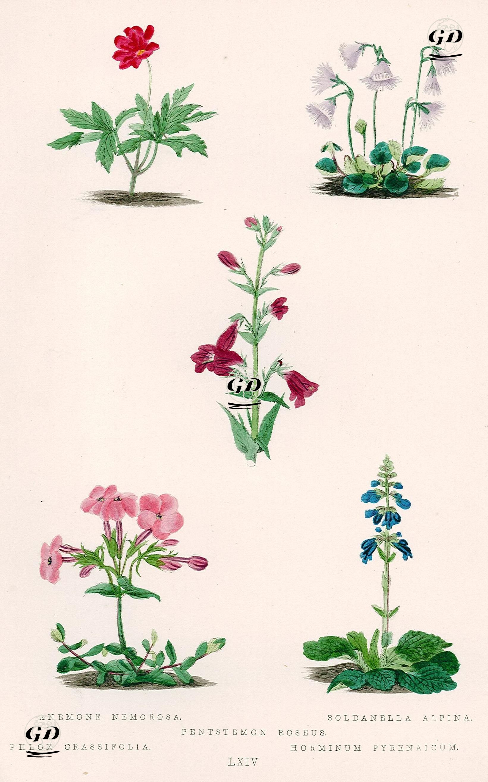 Rüzgar Gülü (Dağ Lalesi), Alp Dağları Soldenallası, Sakallı Dil 
Çiçeği, Phlox (Alev) Çiçeği, Ejder Ağzı Çiçeği -  - 1870's