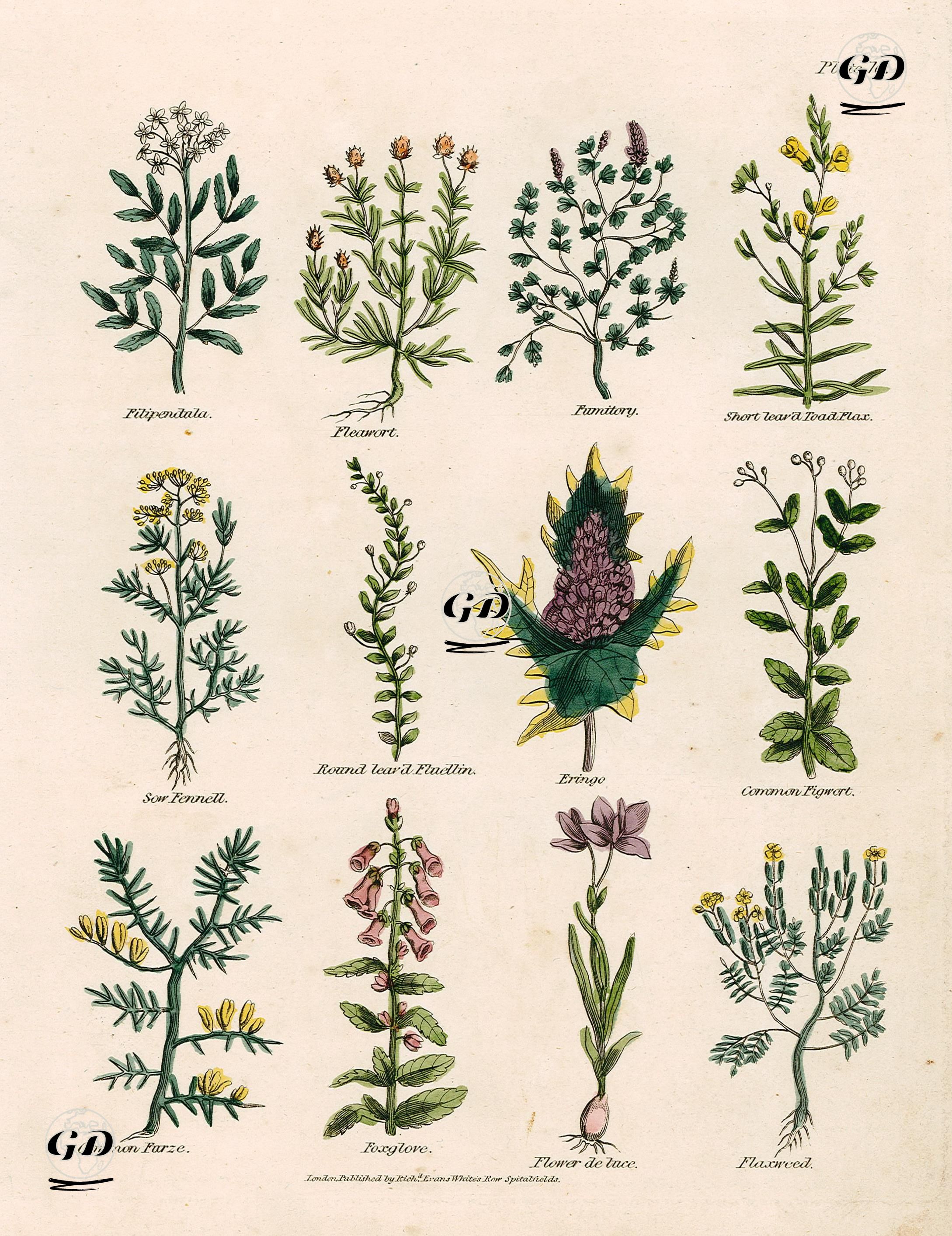 Filipendula, Pireotu, Şahtere Otu, Nevruz Otu, Rezene,Fuellin, Deniz Boğadikeni, Adi Sıraca Otu, Katırtırnağı, Yüksük Otu,
 İris Çiçeği, Flaxweed -  - 1810's