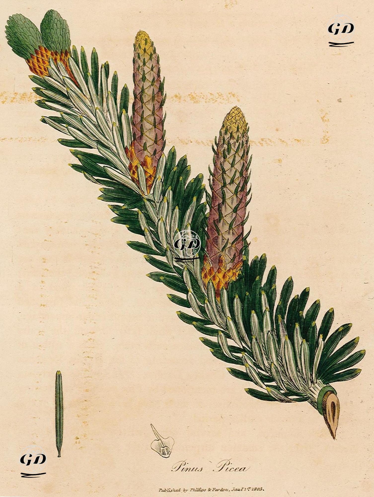Pinus Picea -  - 1805