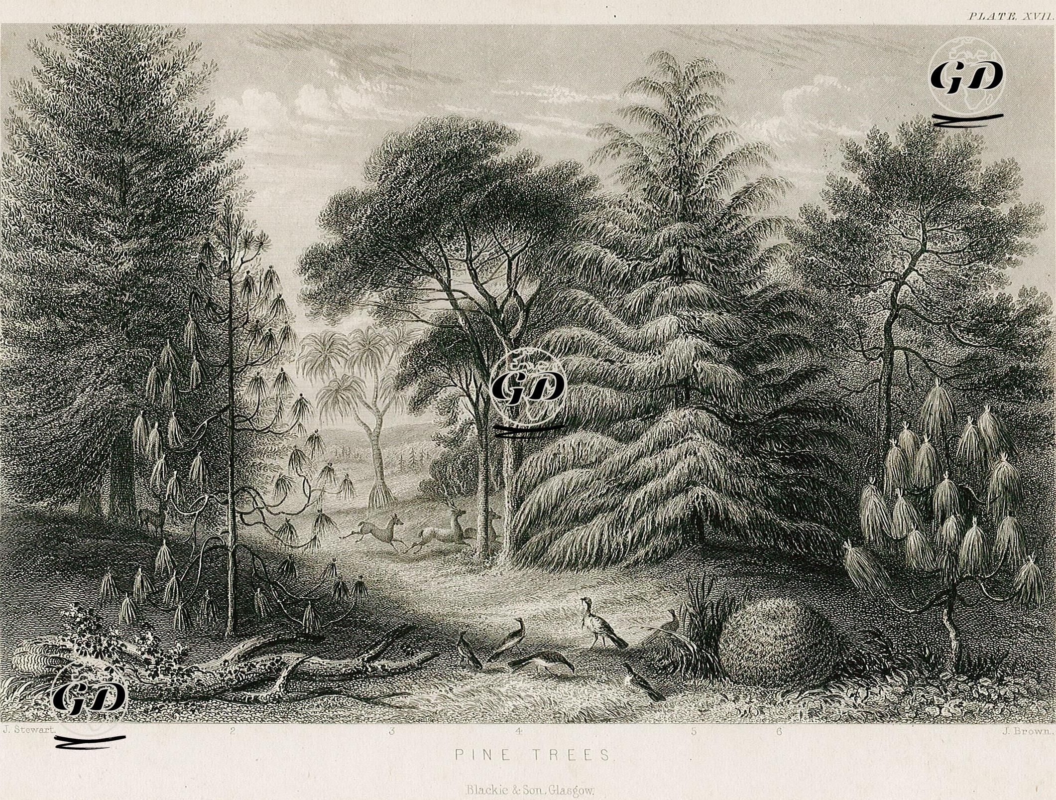 Çam Ağaçları - James S.Stewart (1791-1863) - 1860's